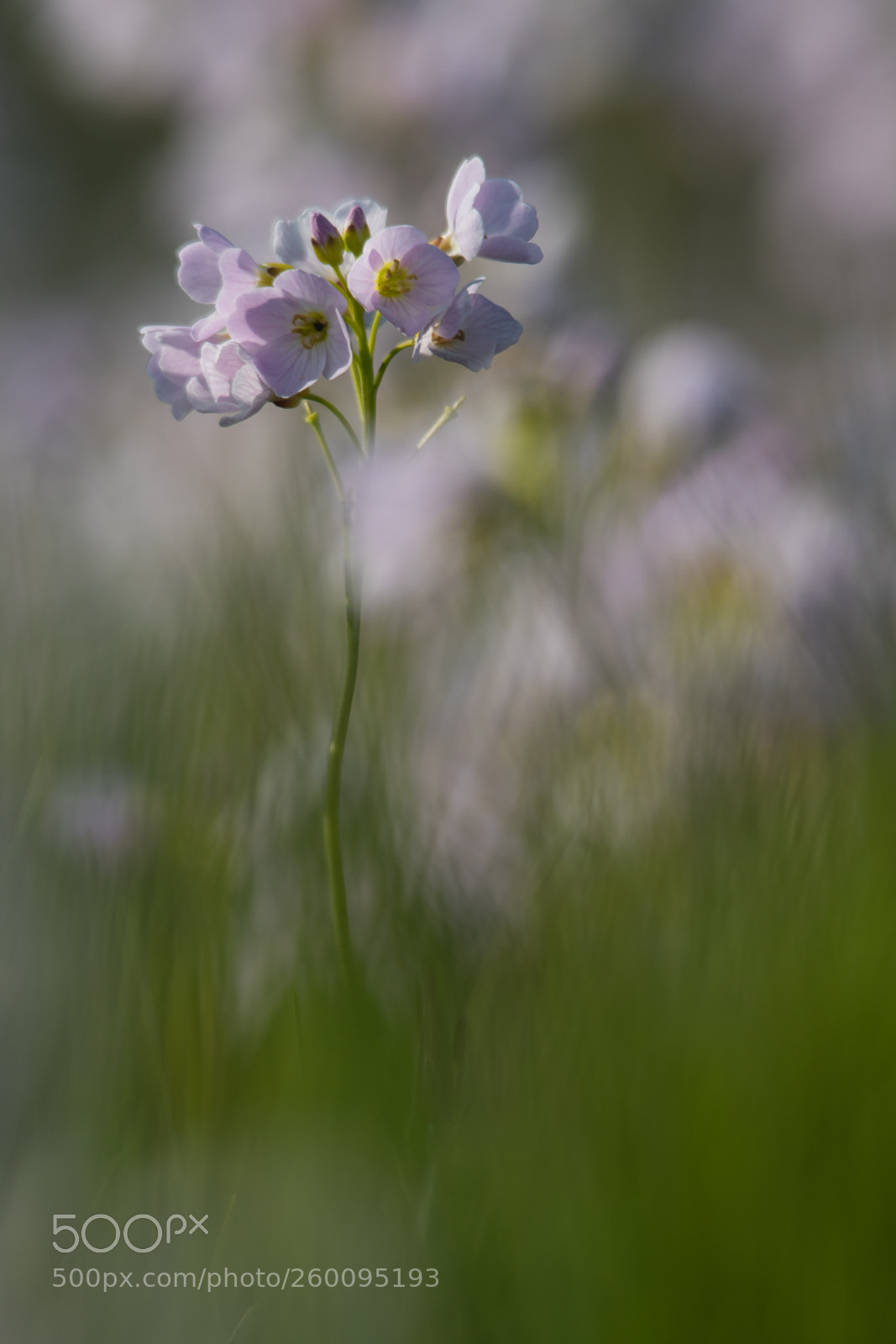 Canon EOS 7D Mark II sample photo. Ladie's smock photography