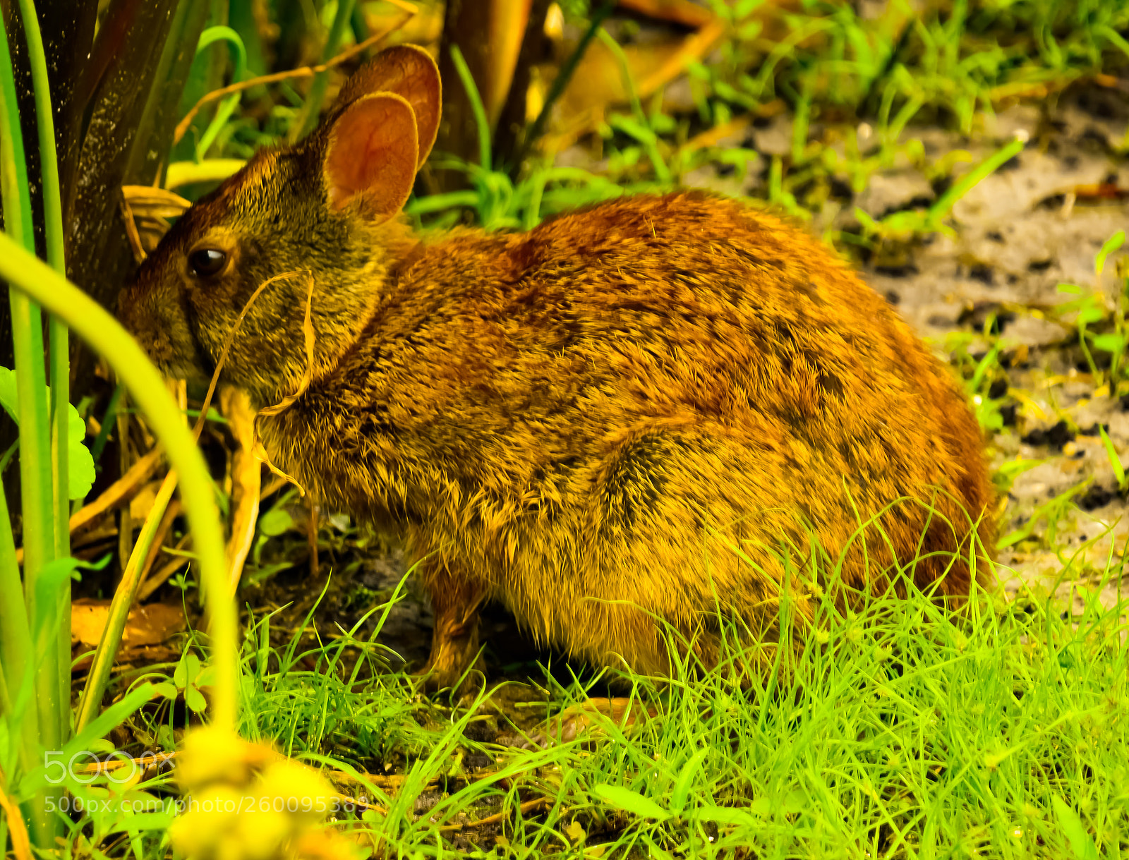 Nikon D7200 sample photo. Untitled photography