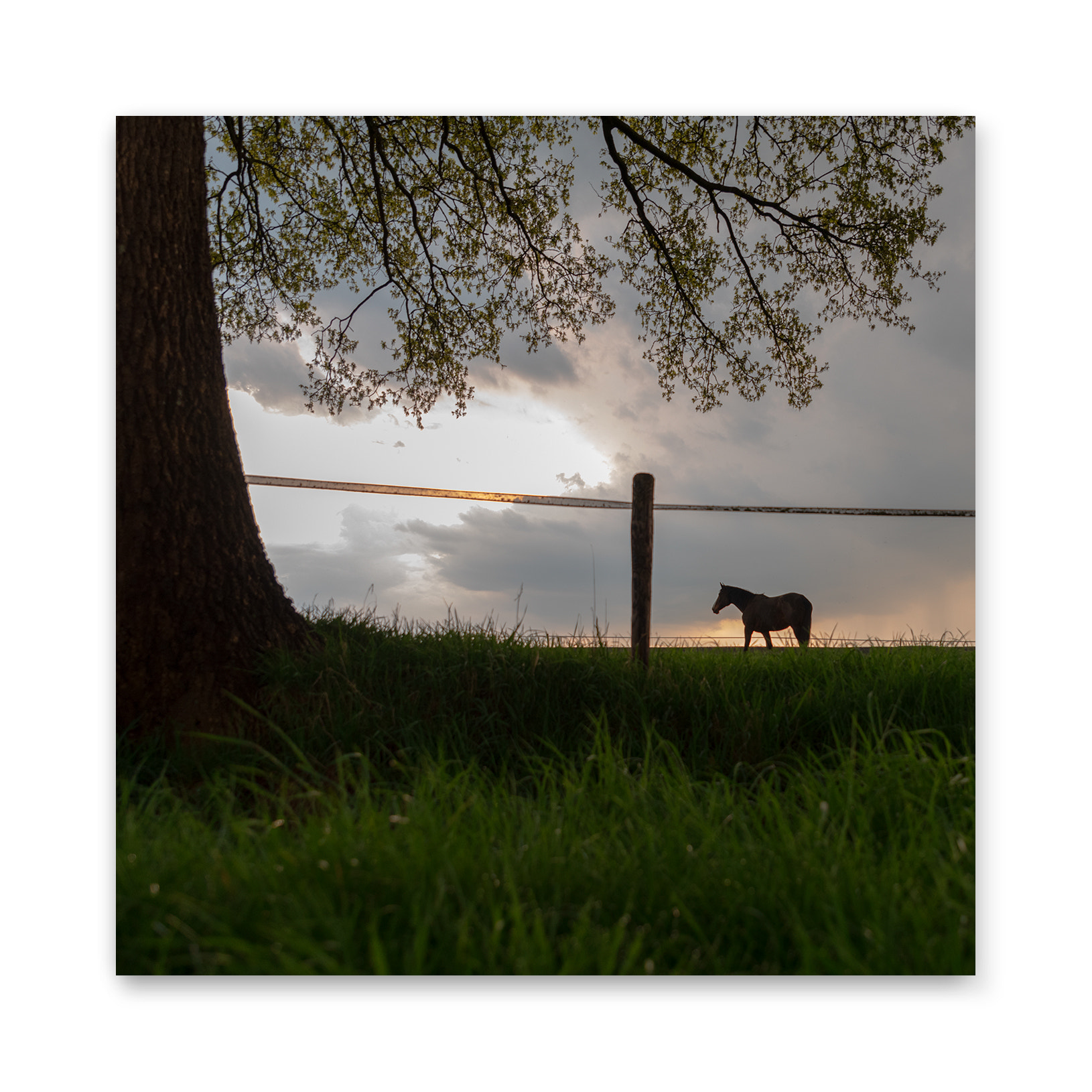 Leica V-Lux 3 sample photo. Horse before thunderstorm photography