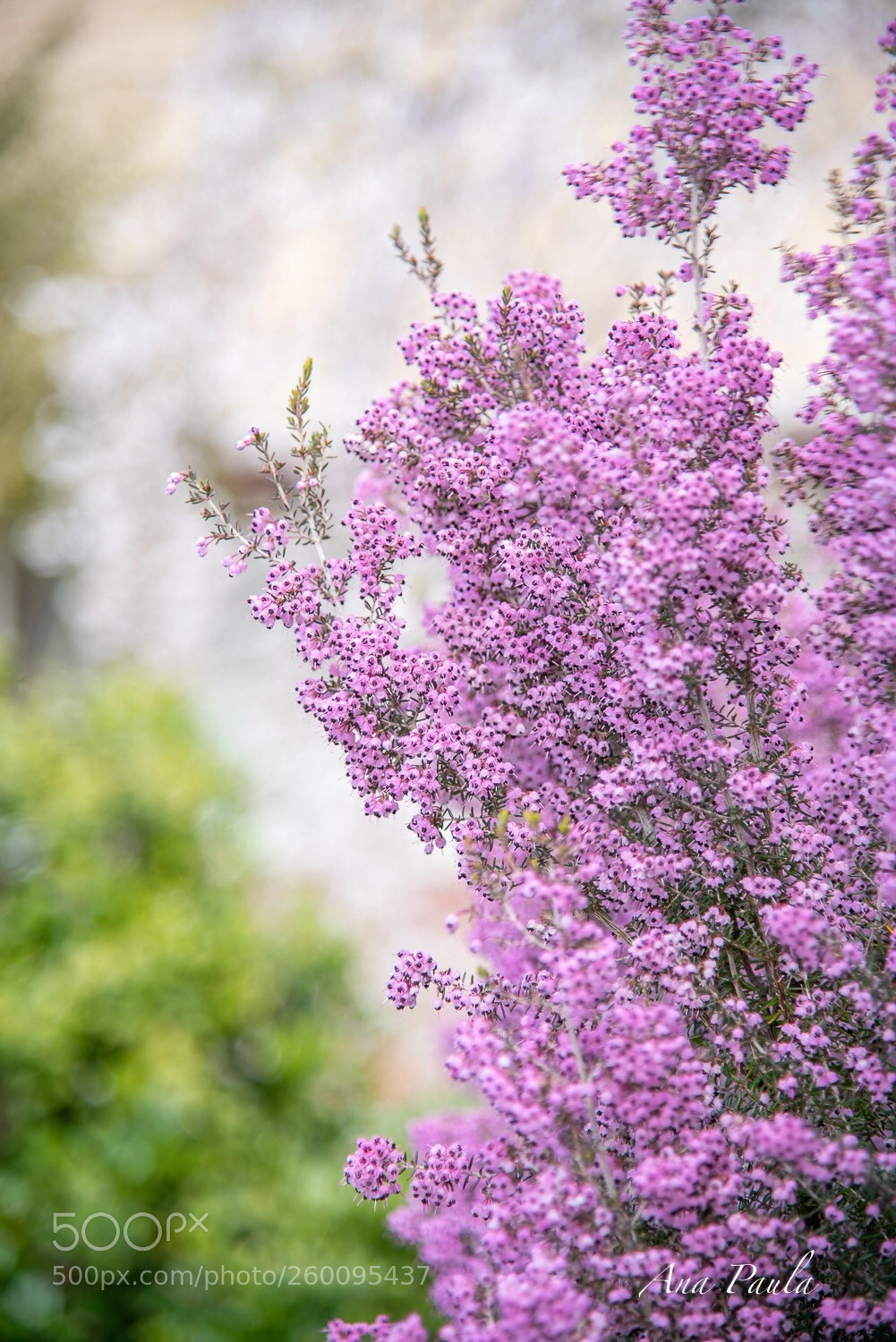Nikon D750 sample photo. Flower  photography