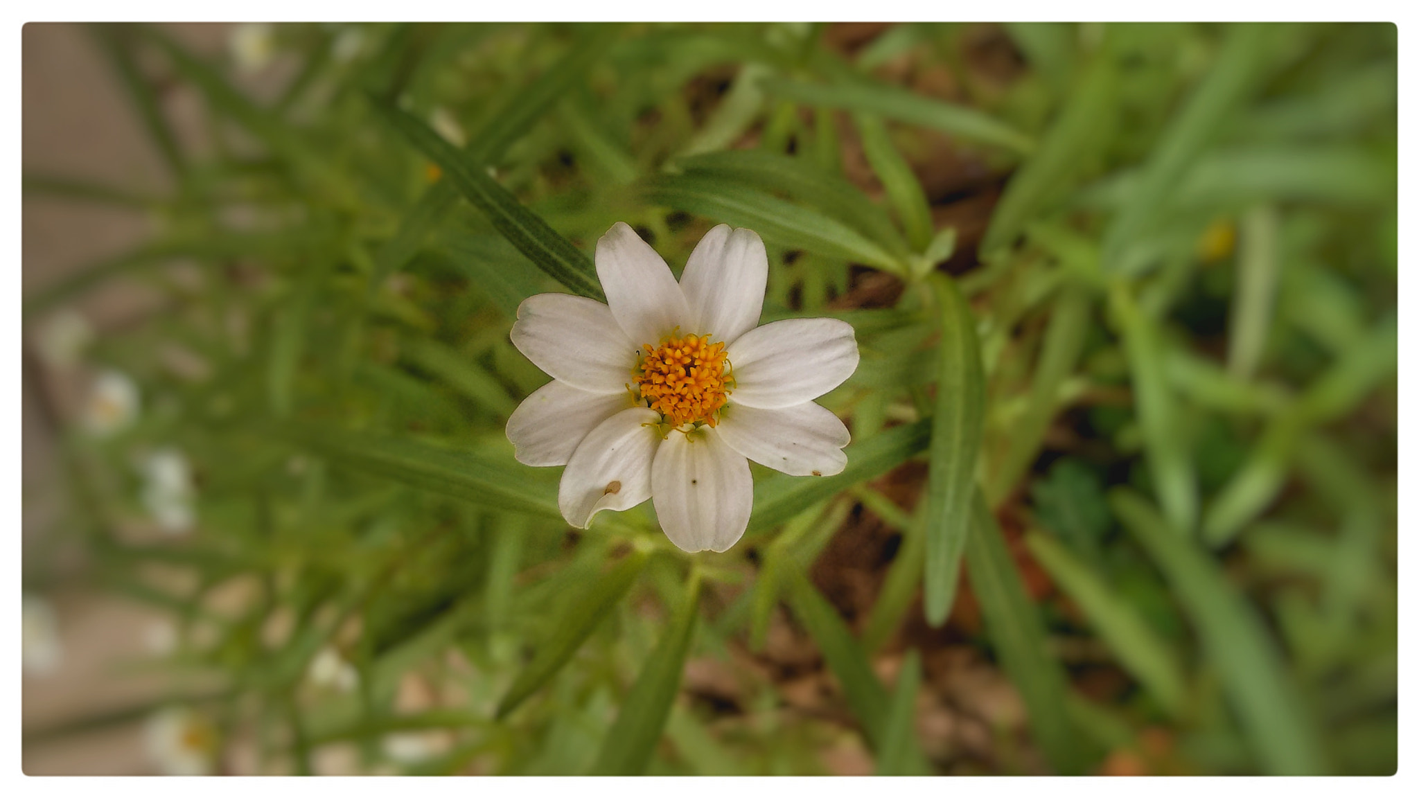 Motorola Moto G (2nd Gen) sample photo. White flower photography