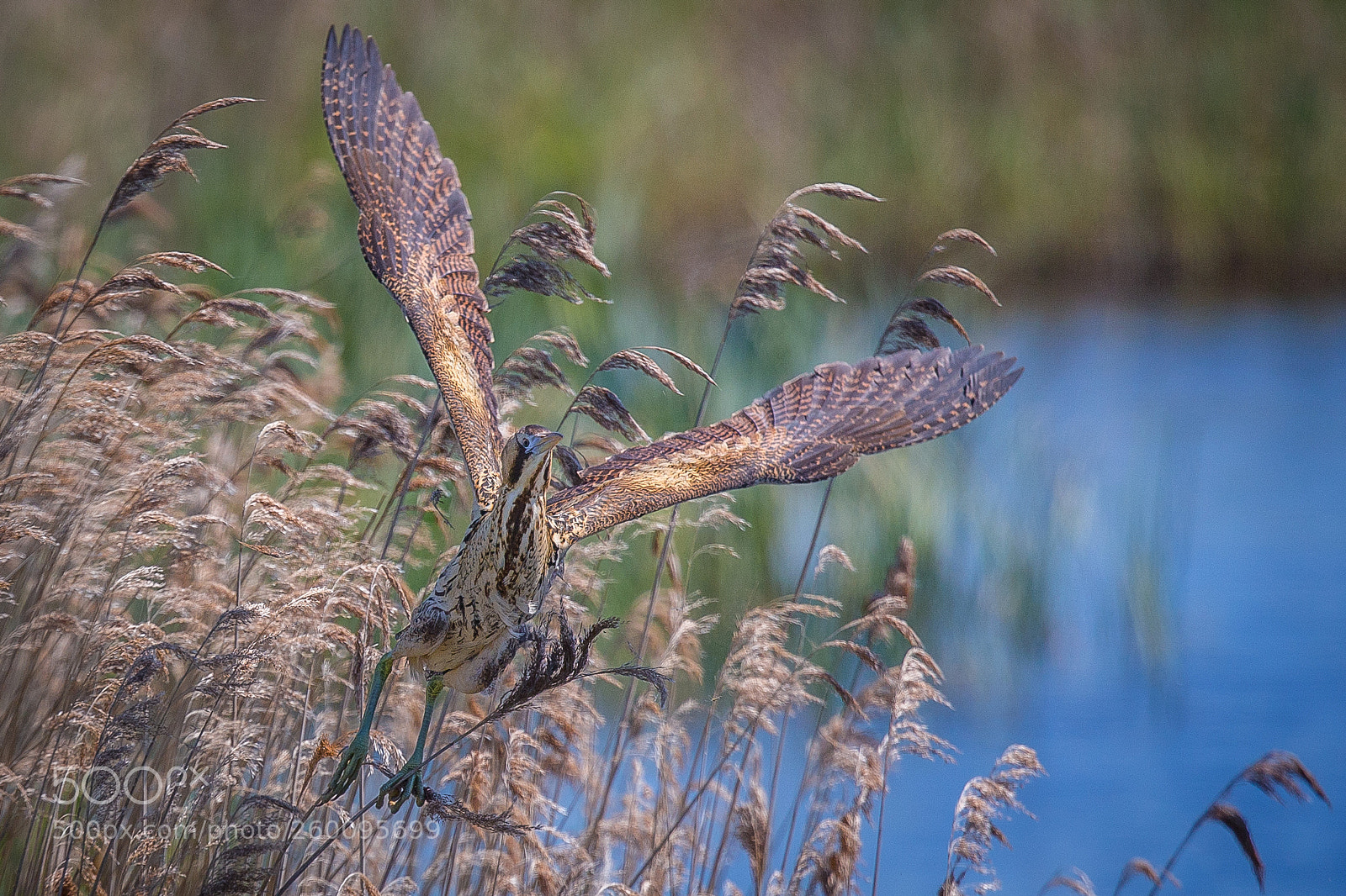 Canon EOS-1D X sample photo. Bittern taking off photography