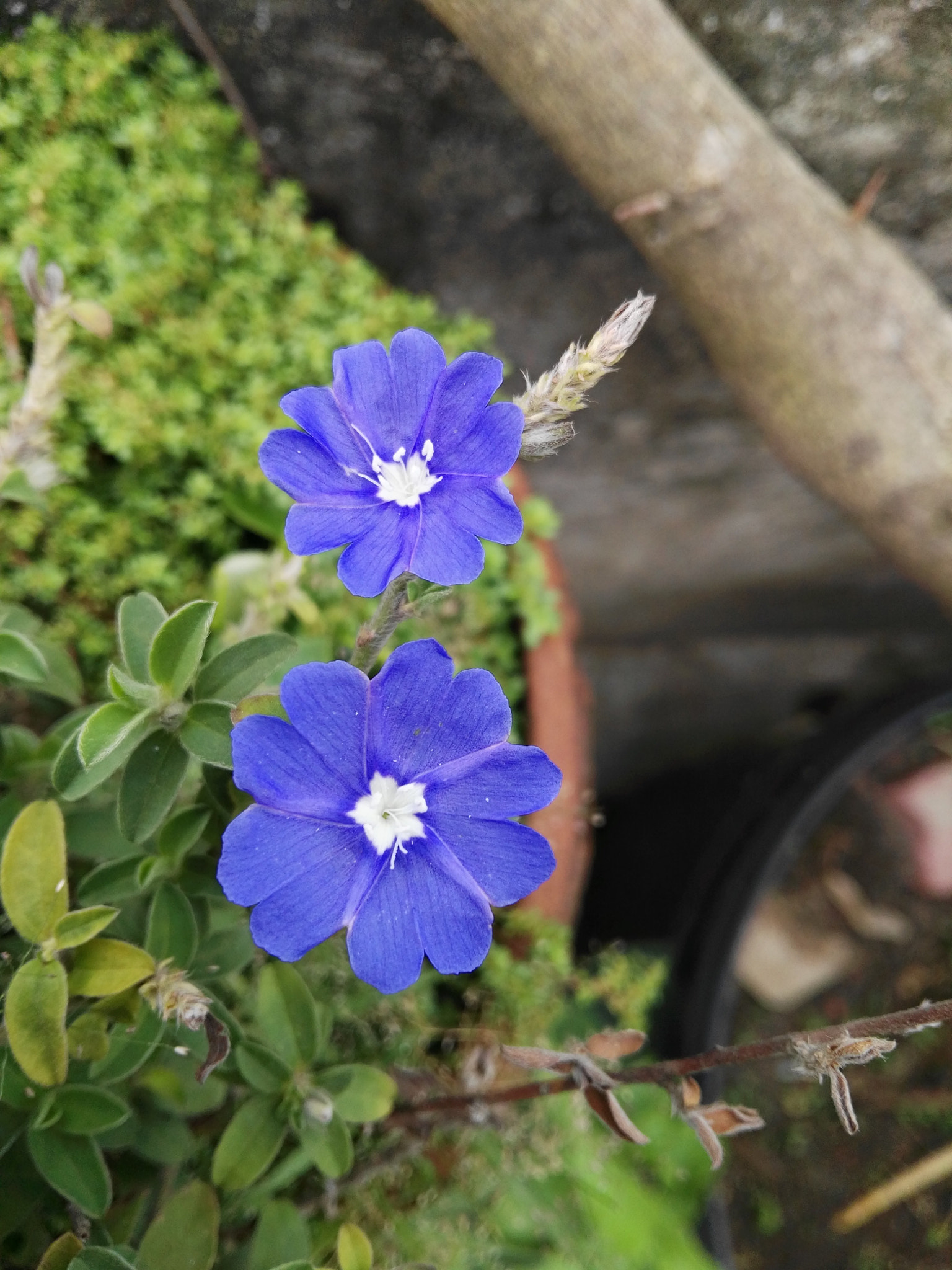 HUAWEI GX8 sample photo. Blue dage photography