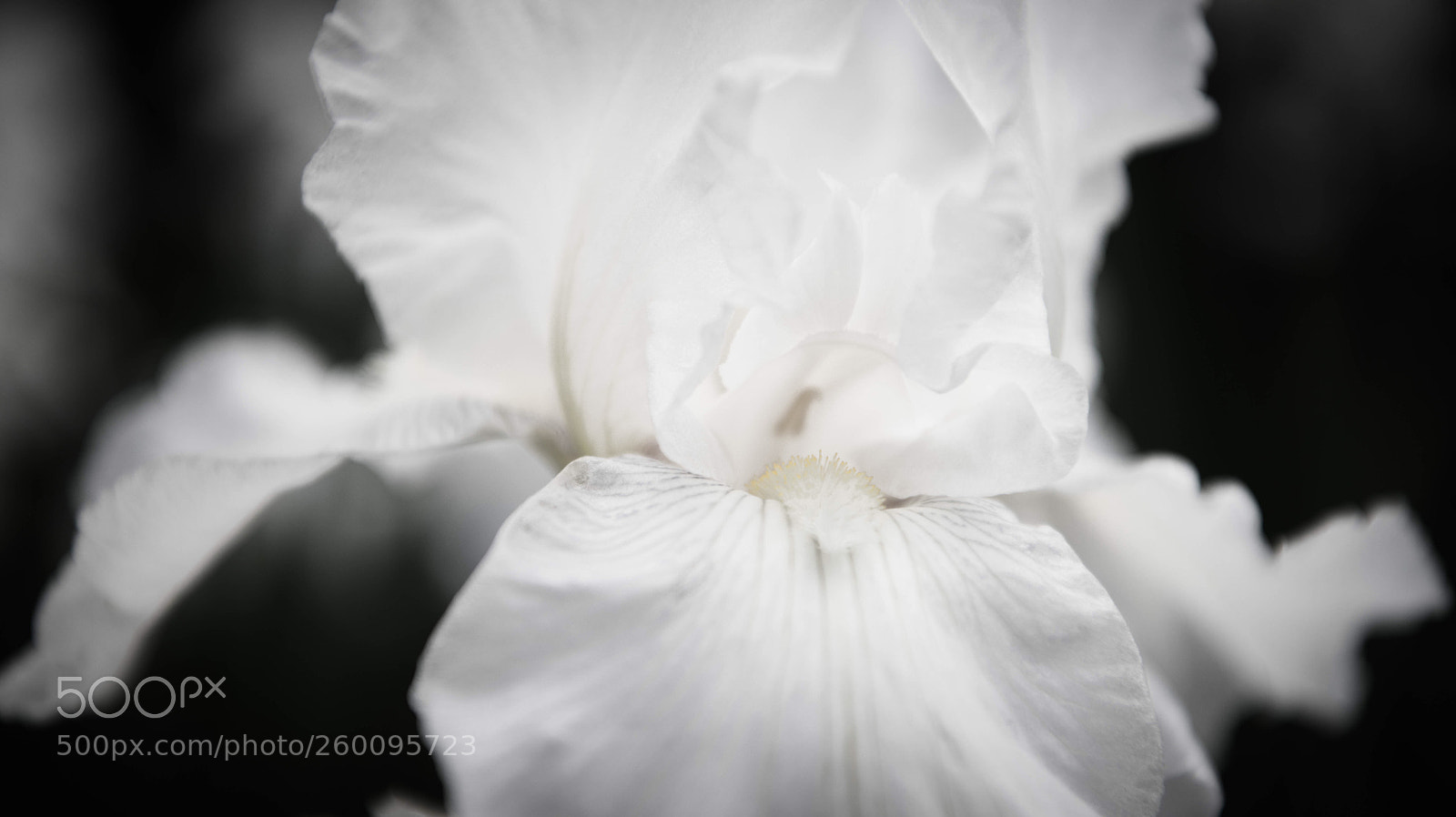 Nikon D750 sample photo. Délicate  photography