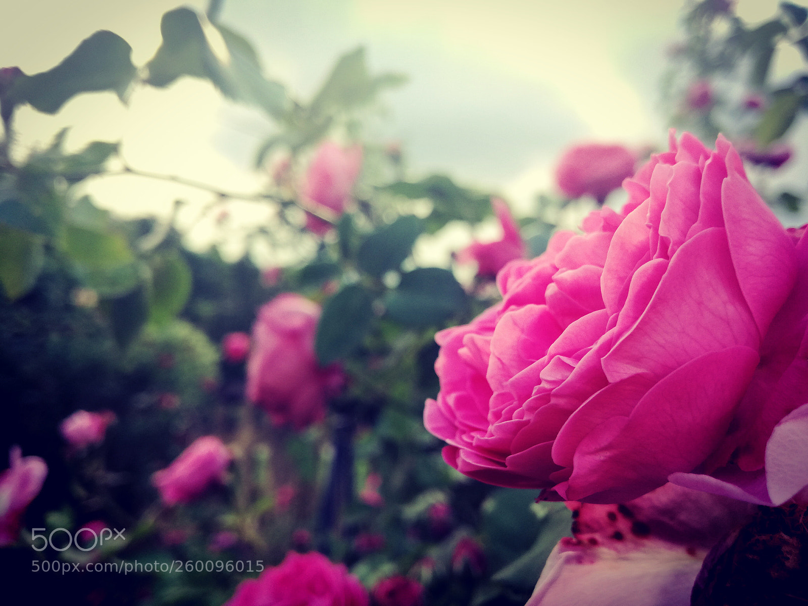 HUAWEI P9 LITE sample photo. Untitled photography