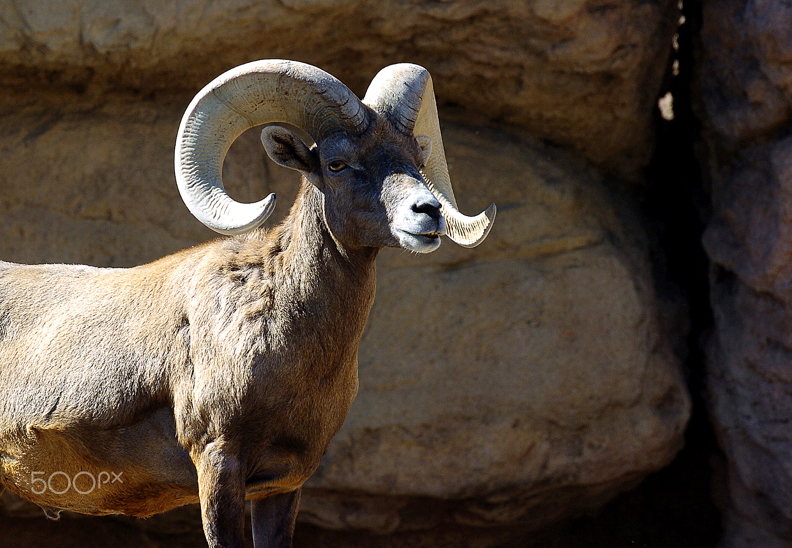 Nikon D2H sample photo. Bighorn posing photography