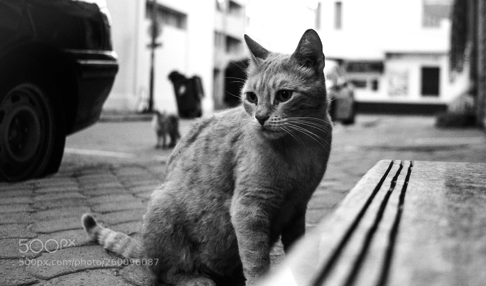 Canon EOS 7D sample photo. #catmoustache photography
