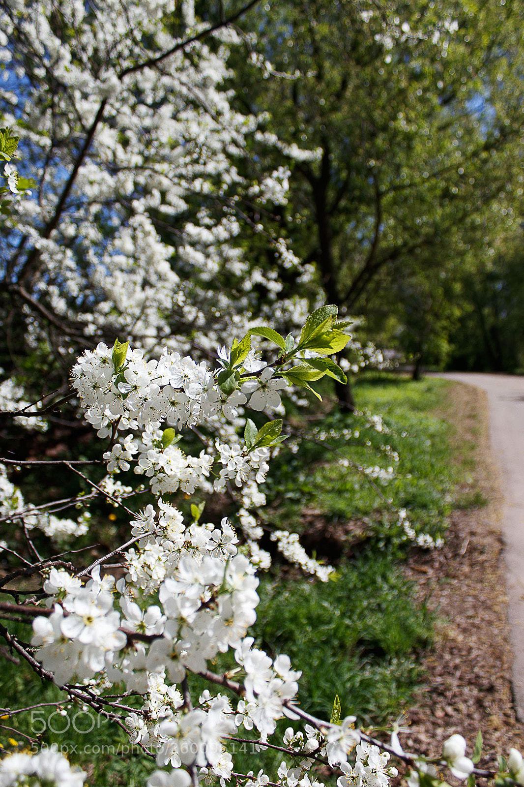 Canon EOS 200D (EOS Rebel SL2 / EOS Kiss X9) sample photo. Cherry blooming photography