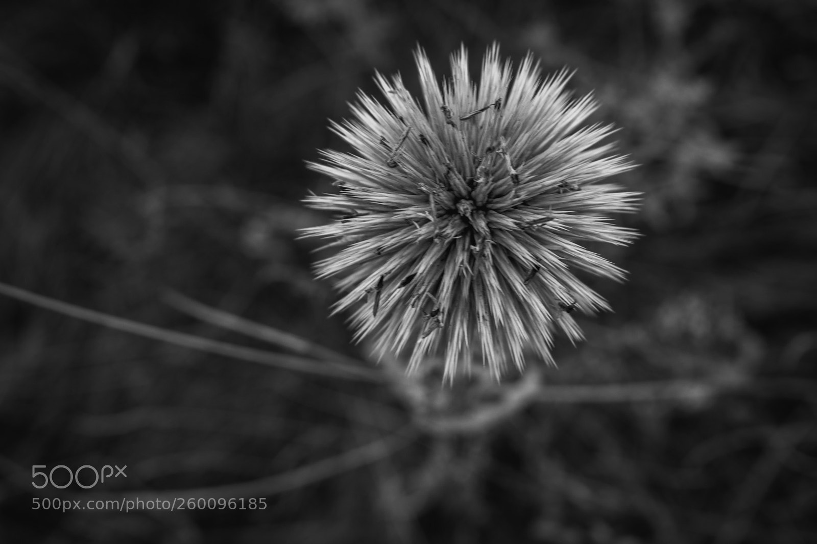 Nikon D3300 sample photo. Nature star photography