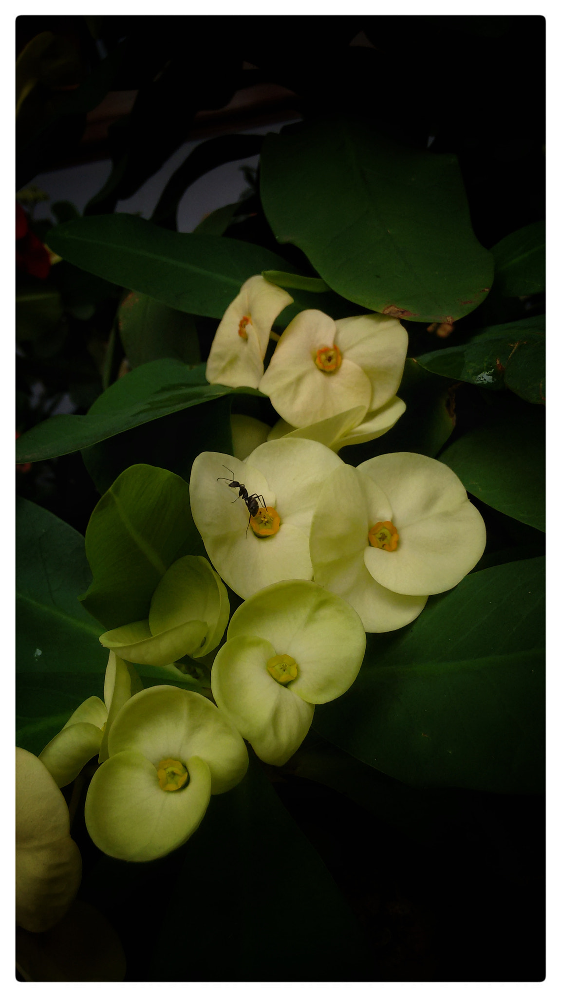 Motorola Moto G (2nd Gen) sample photo. Bloom yellow photography