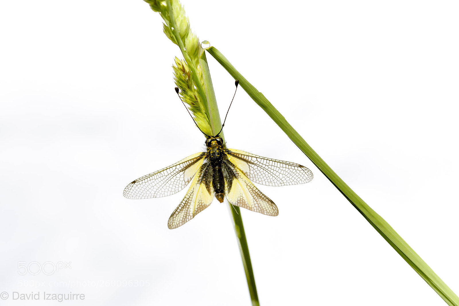 Nikon D750 sample photo. Two herbs, one drop photography