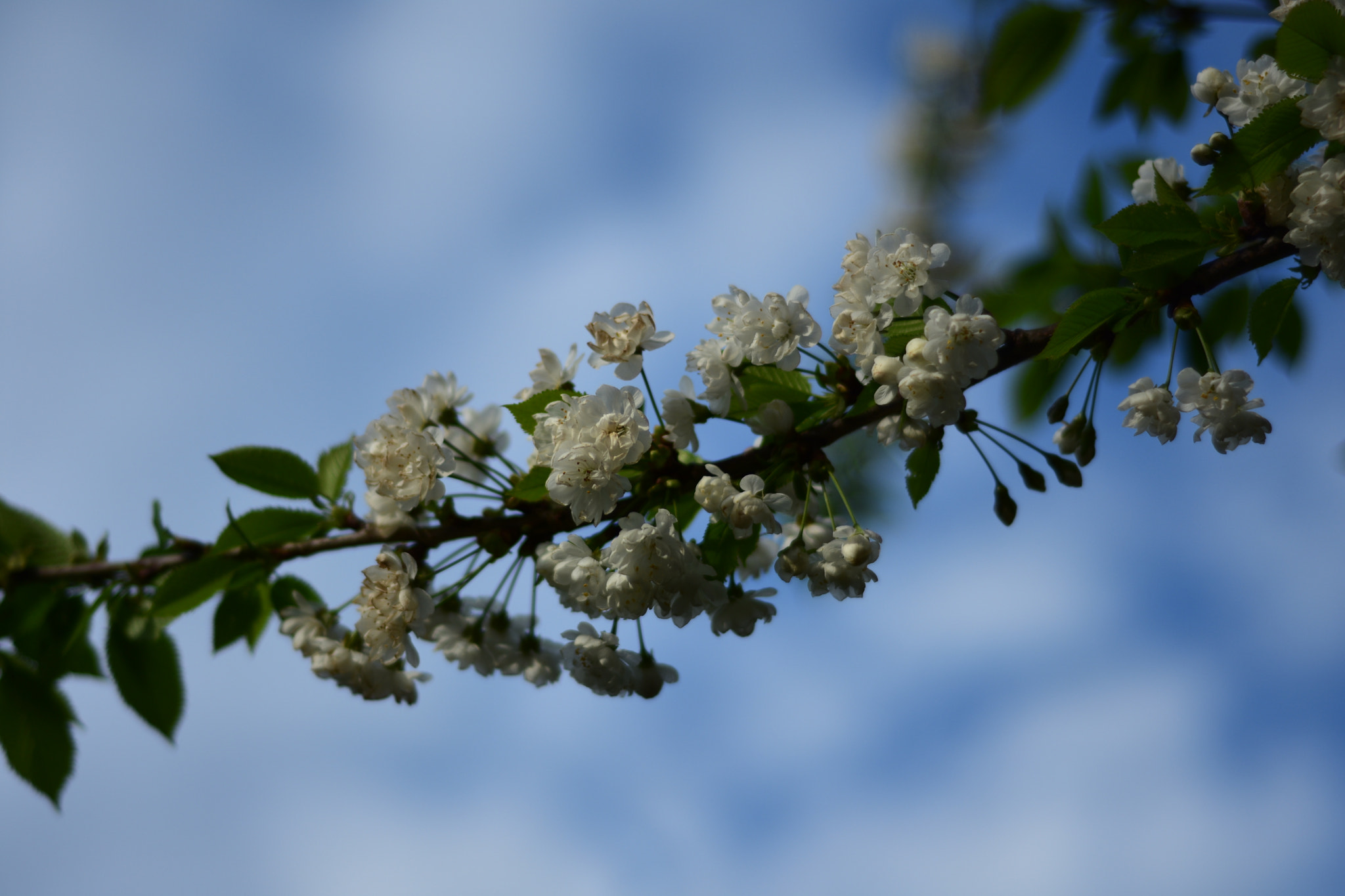 Nikon AF Nikkor 50mm F1.8D sample photo. Dsc photography