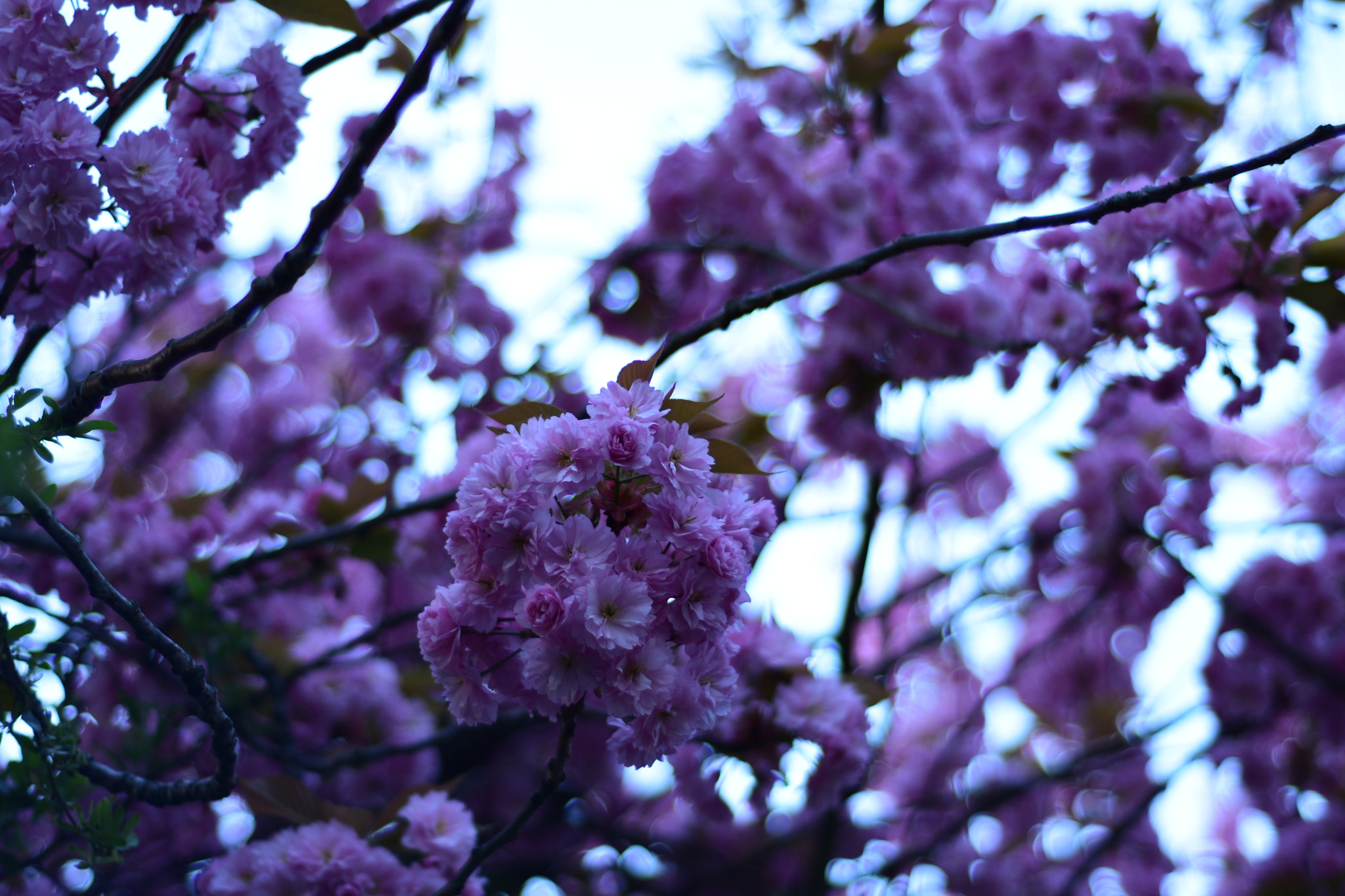 Nikon AF Nikkor 50mm F1.8D sample photo. Dsc photography
