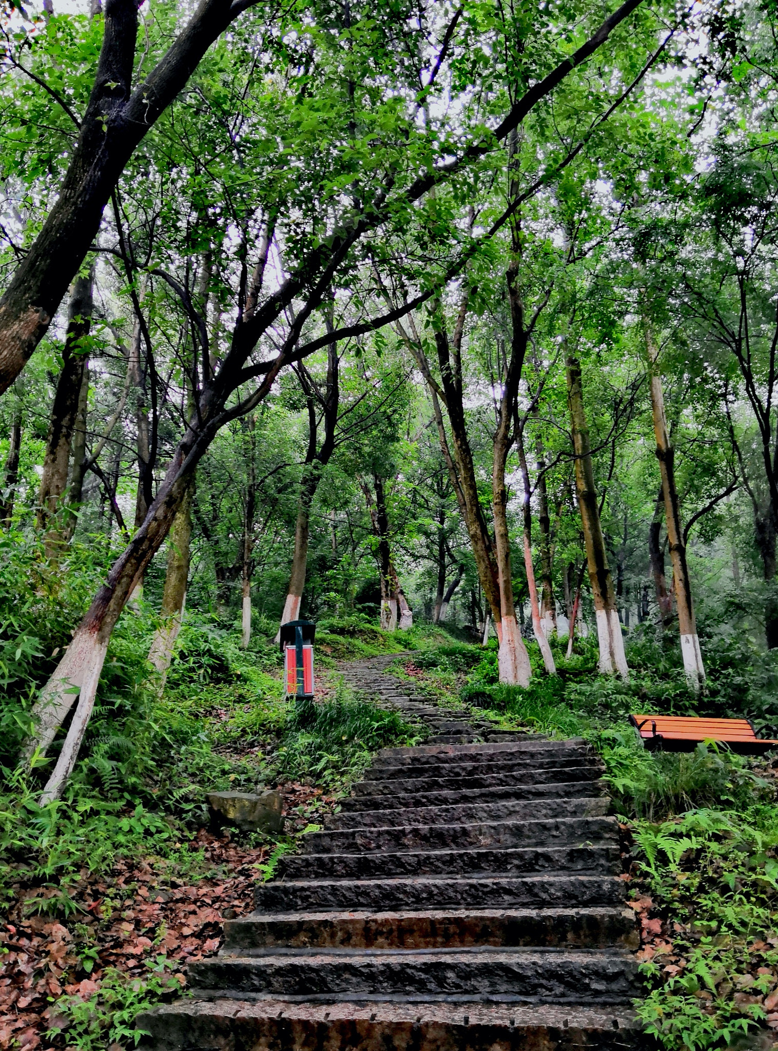 HUAWEI Honor 10 sample photo. Pathway in mountain photography