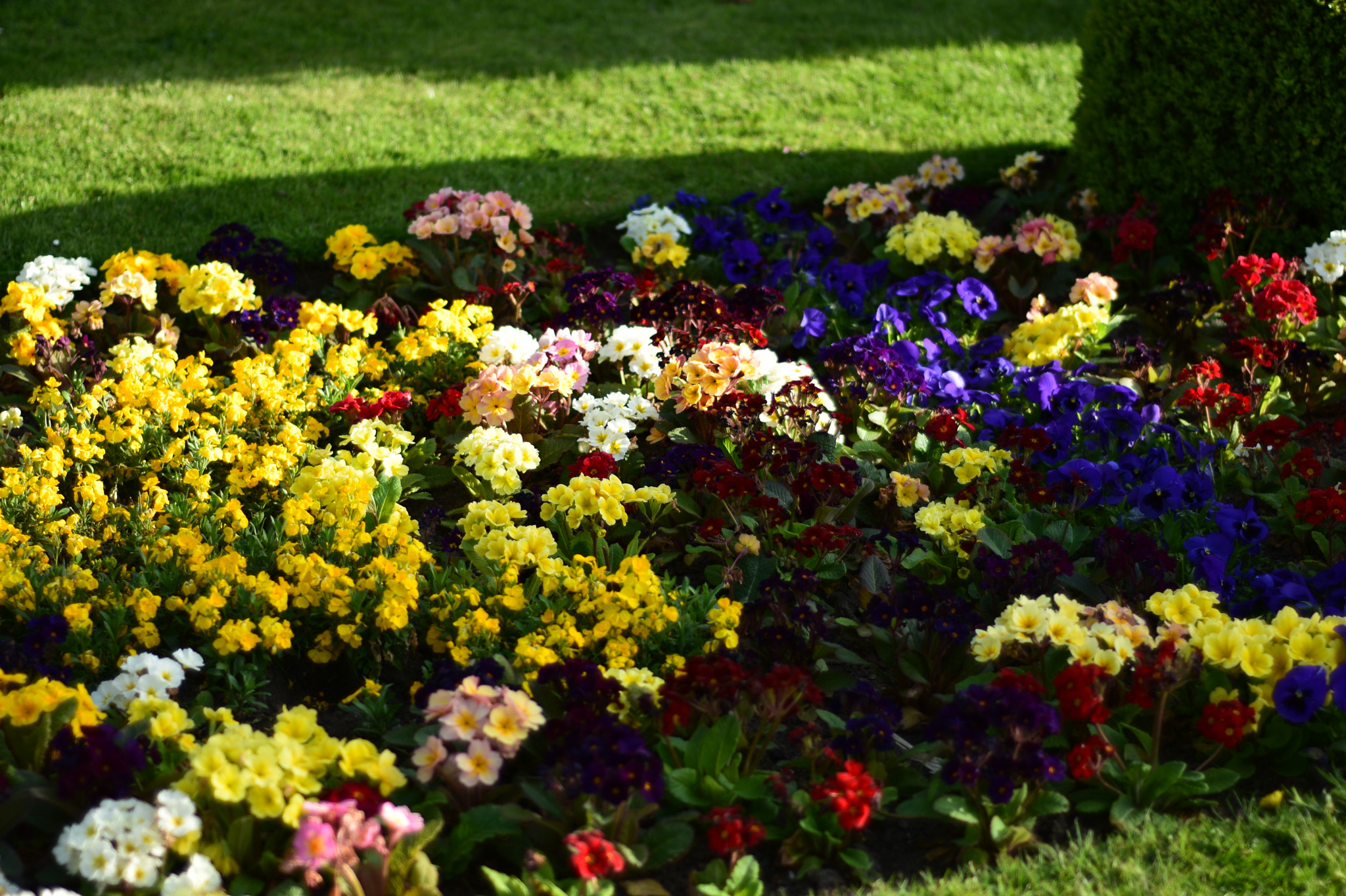 Nikon AF Nikkor 50mm F1.8D sample photo. Dsc photography