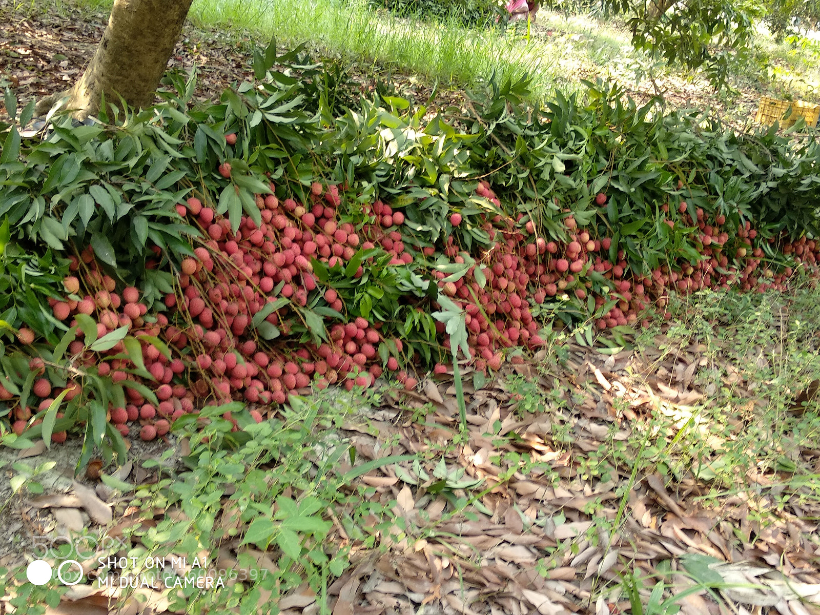 Xiaomi Mi A1 sample photo. Img_20180529_080915.jpg photography