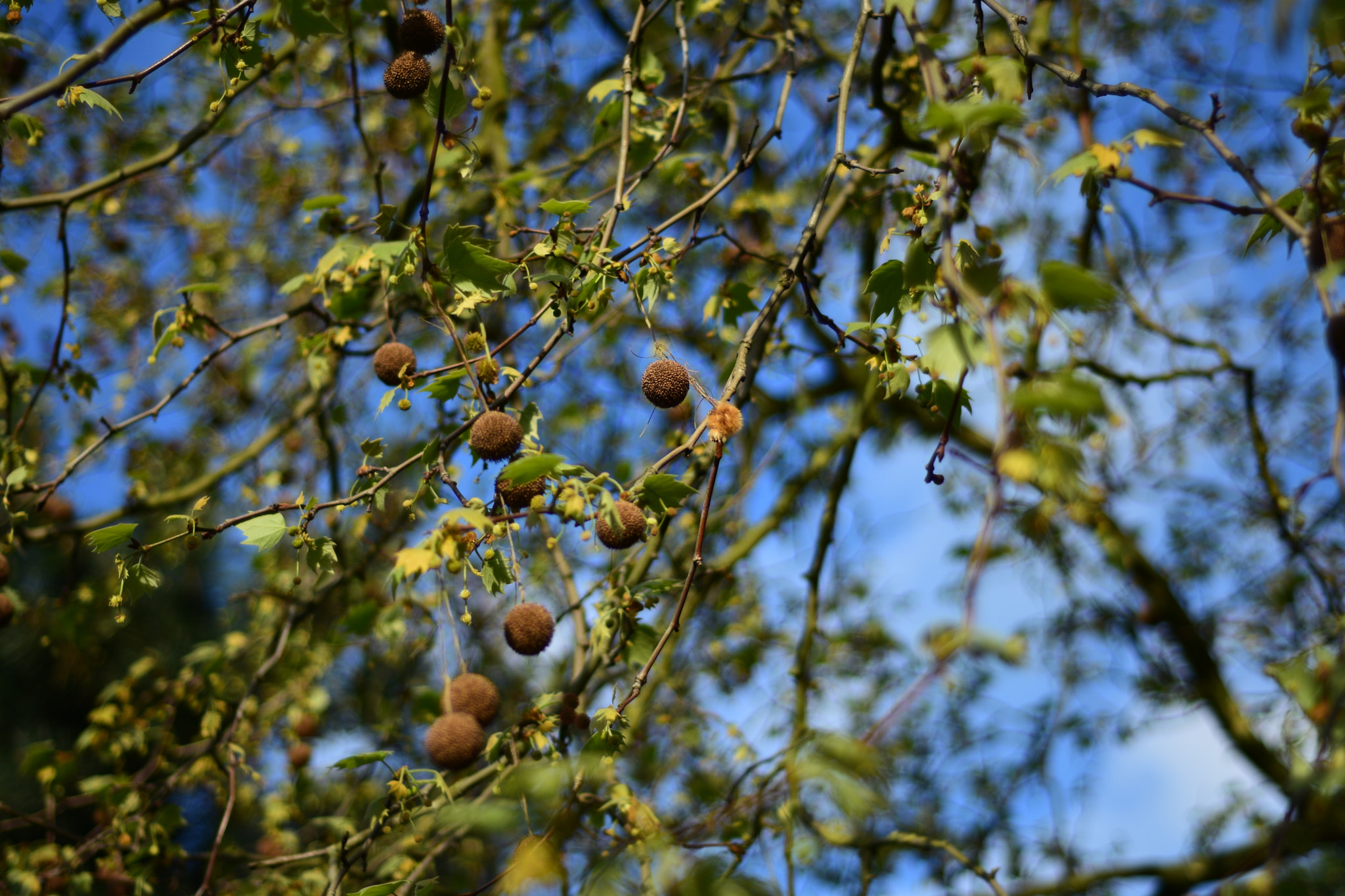 Nikon AF Nikkor 50mm F1.8D sample photo. Dsc photography