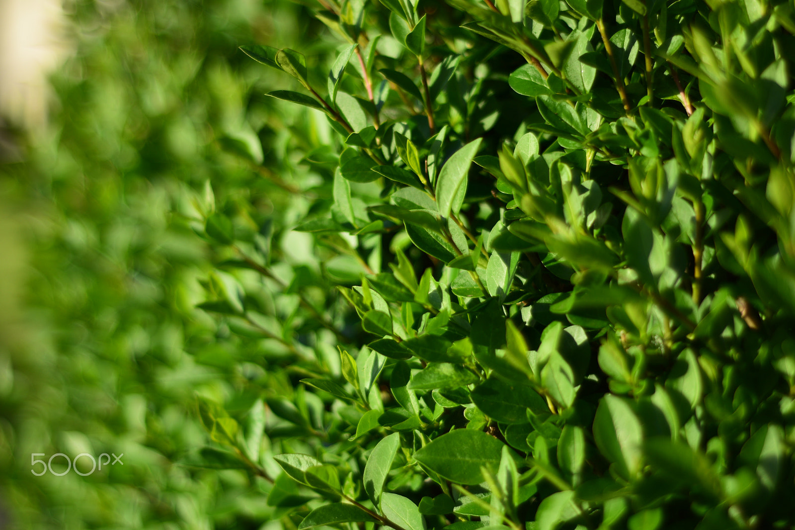 Nikon AF Nikkor 50mm F1.8D sample photo. Bush photography