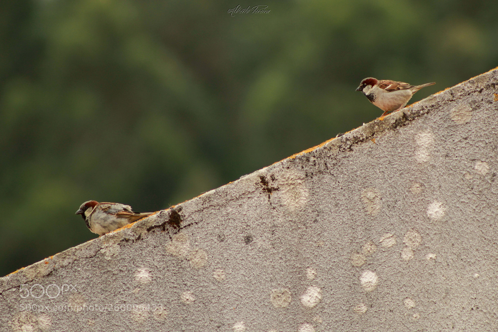 Canon EOS 1200D (EOS Rebel T5 / EOS Kiss X70 / EOS Hi) sample photo. Birds from my roof photography