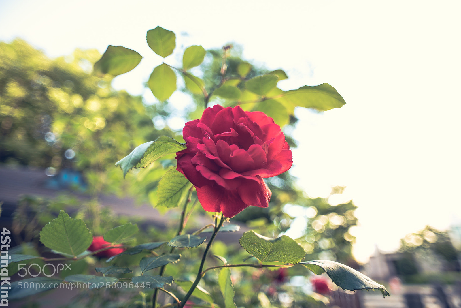 Nikon D750 sample photo. Wonderful rose photography