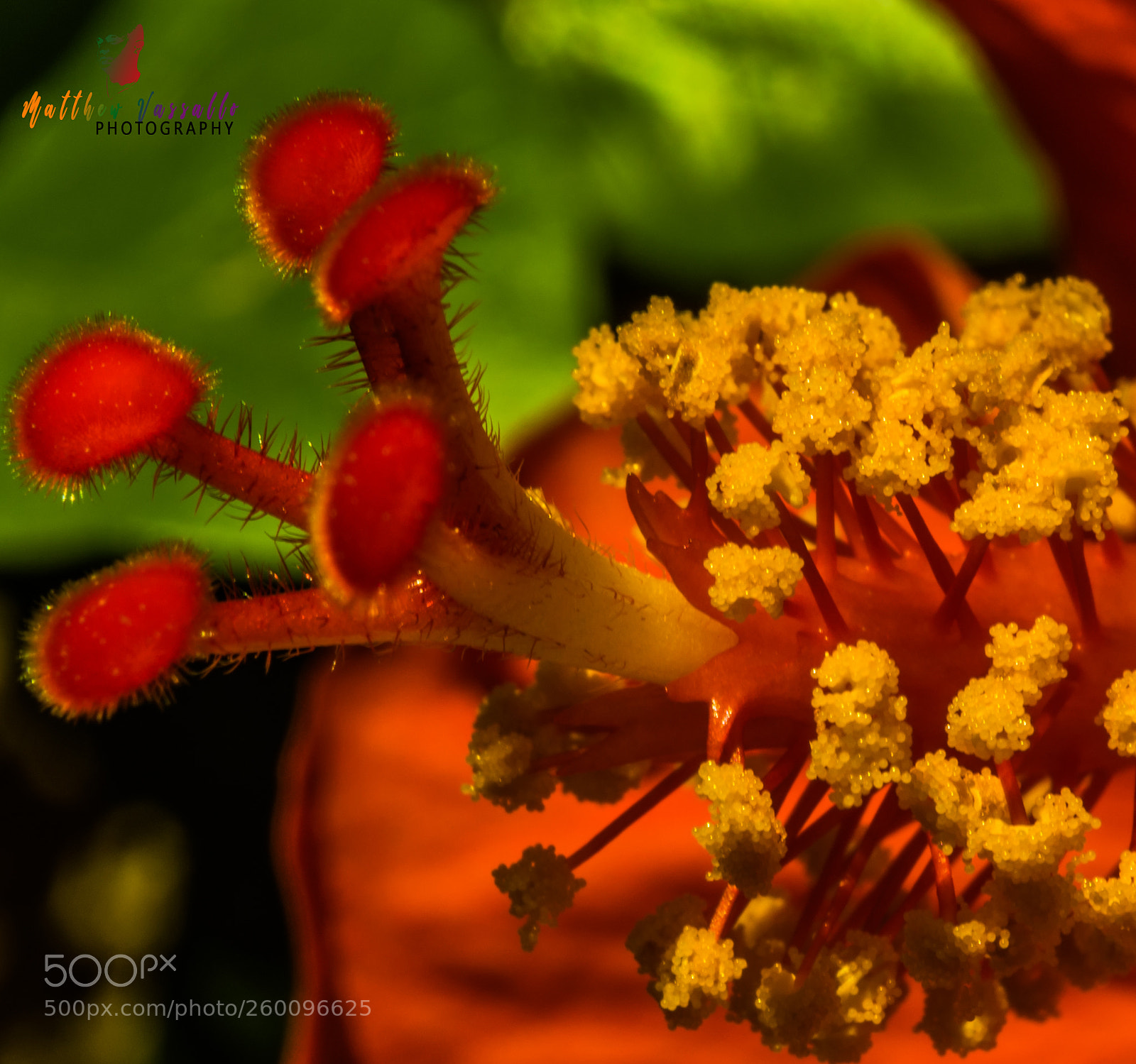 Sony a7R II sample photo. Flower head pollen photography