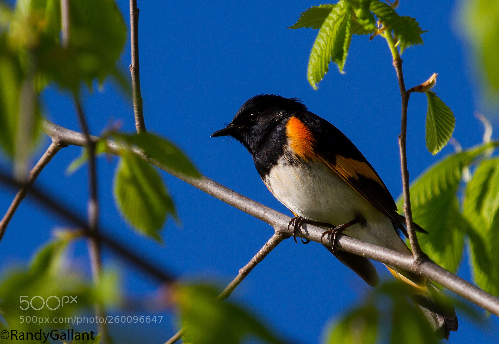 Canon EOS 7D sample photo. American redstart photography