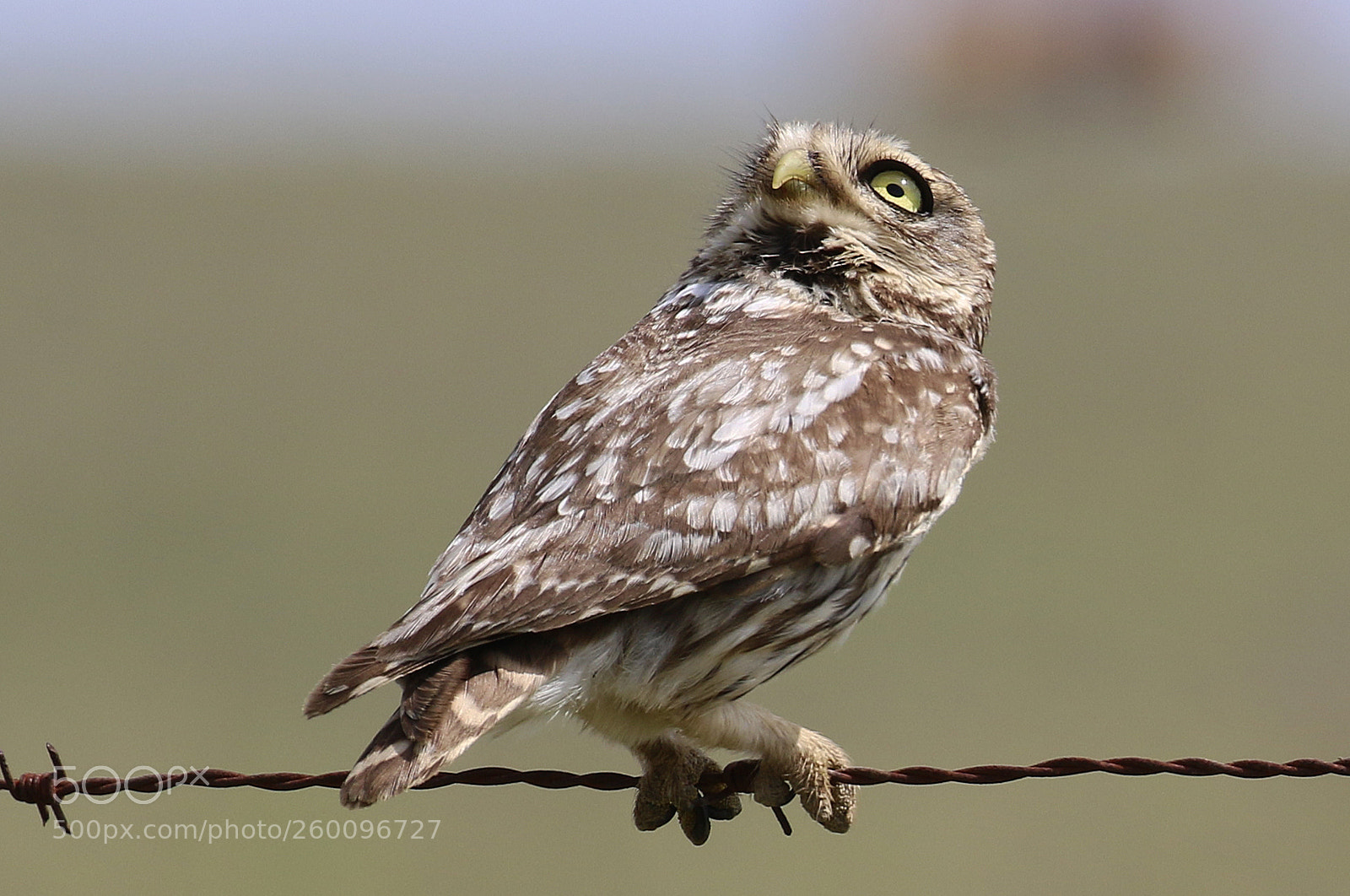 Canon EOS 7D Mark II sample photo. Littel owl photography