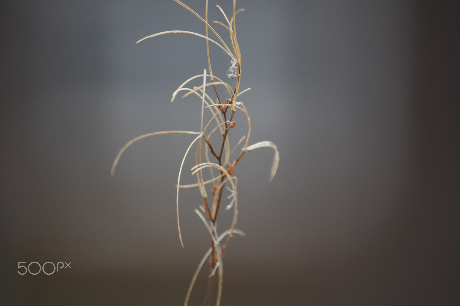 Nikon D7200 sample photo. Leaf focus photography