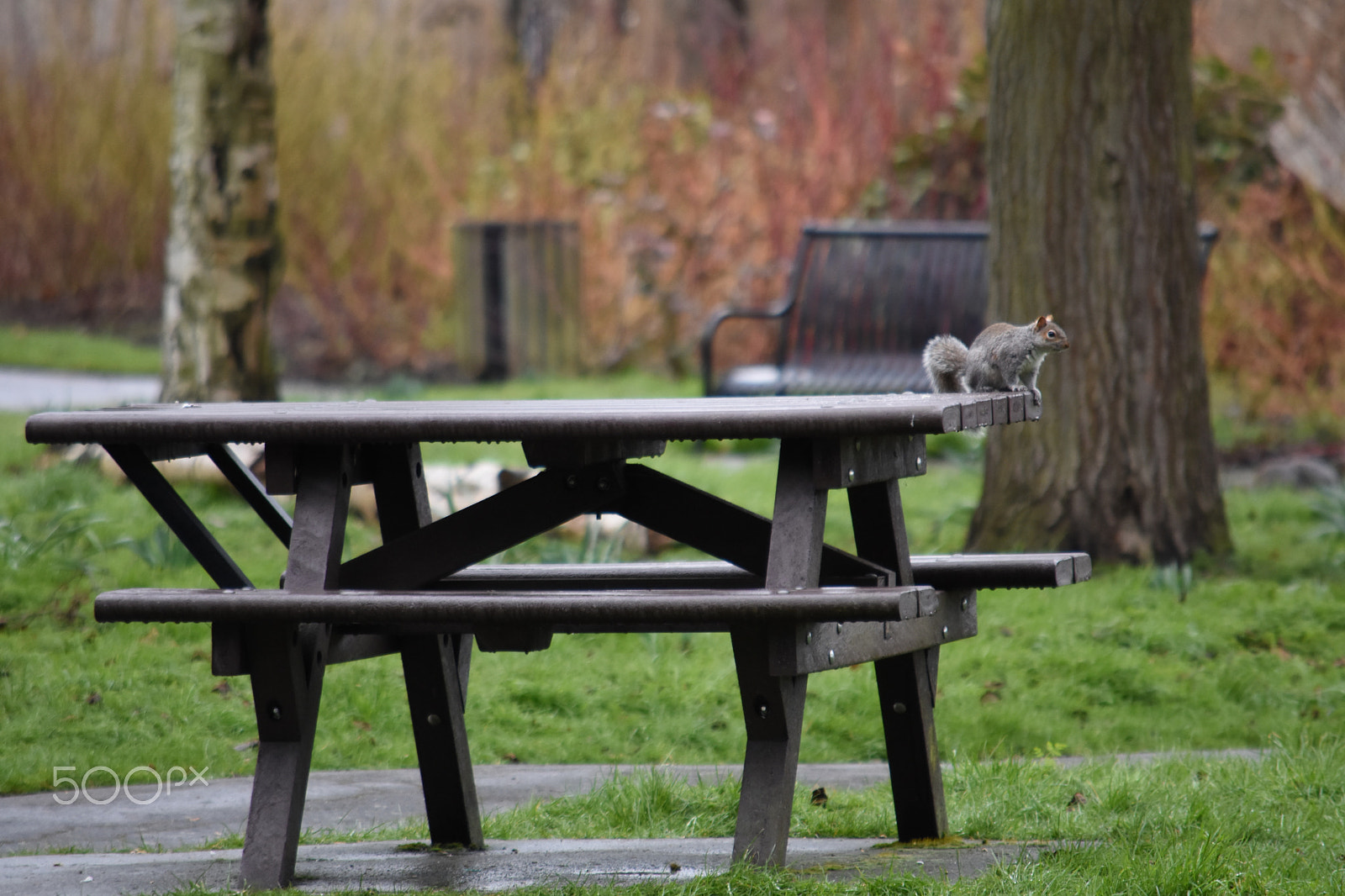 Nikon D7200 sample photo. Lonely squirrel photography