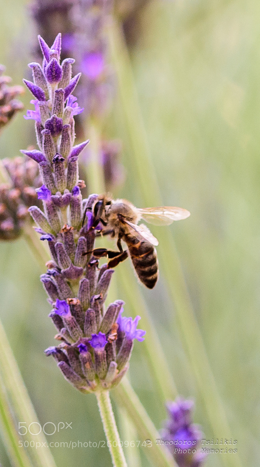 Nikon D7200 sample photo. Pollination photography