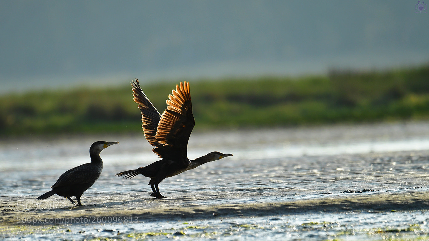 Nikon D5 sample photo. Great cormoran photography