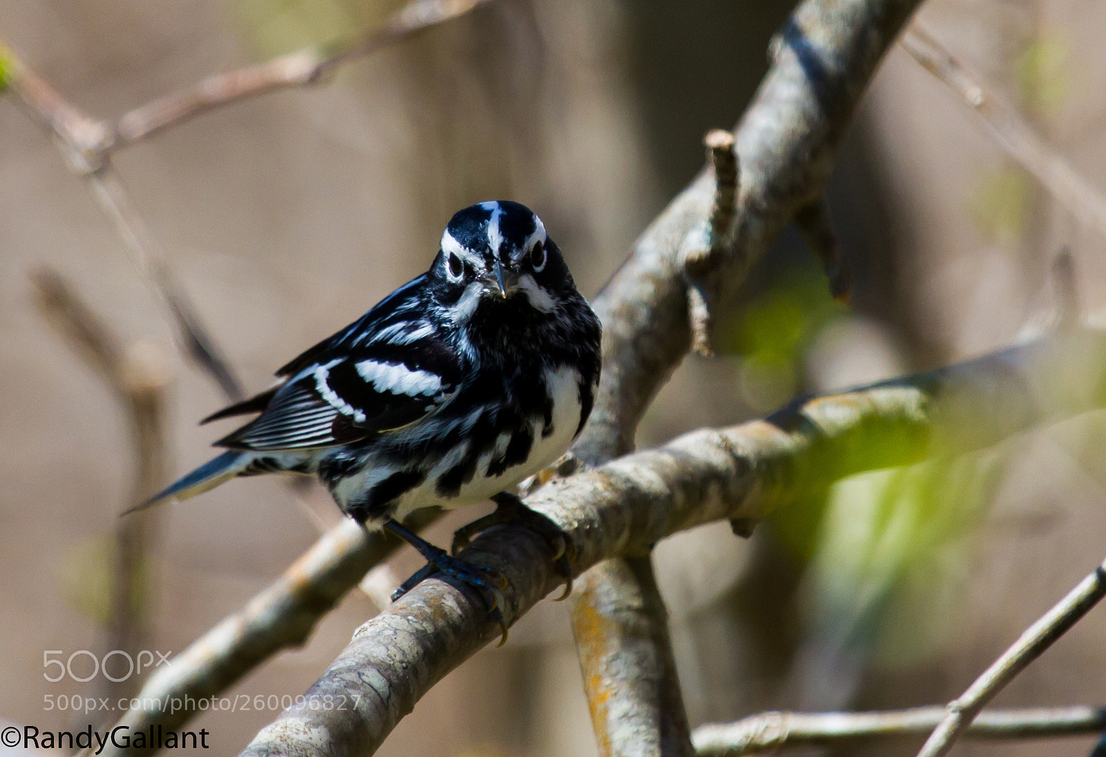 Canon EOS 7D sample photo. Black and white warbler photography