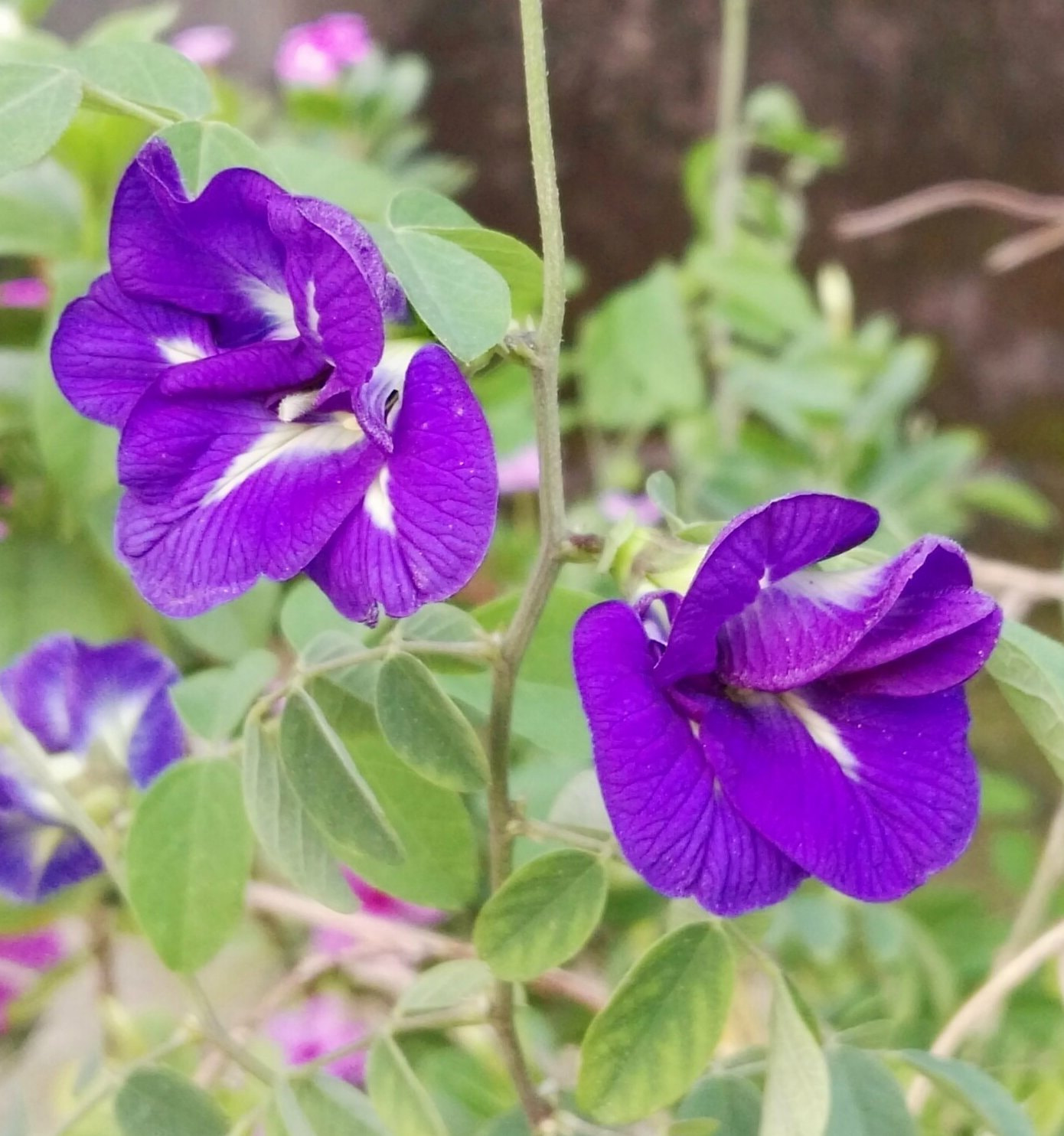 HUAWEI GX8 sample photo. Oporajita flower photography