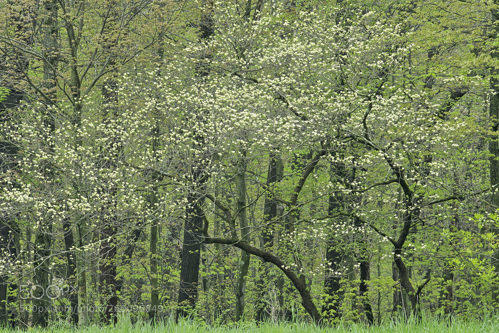 Nikon D850 sample photo. Spring dogwood in bloom photography