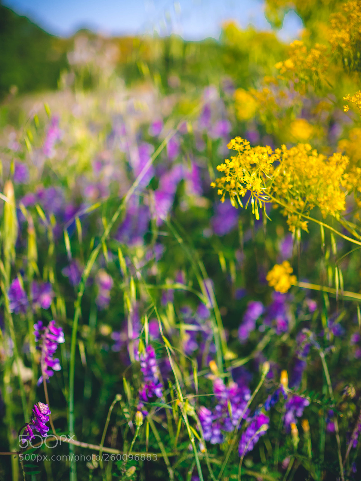 Olympus OM-D E-M5 II sample photo. Sicilian spring photography