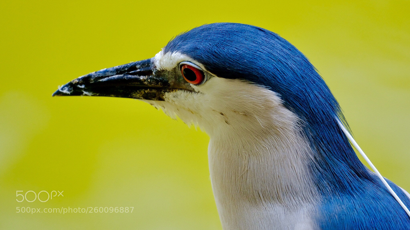 Fujifilm X-H1 sample photo. 夜鷺 the black-crowned night heron photography