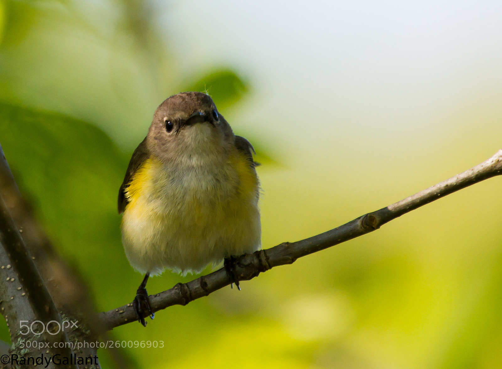 Canon EOS 7D sample photo. Blue headed vireo photography