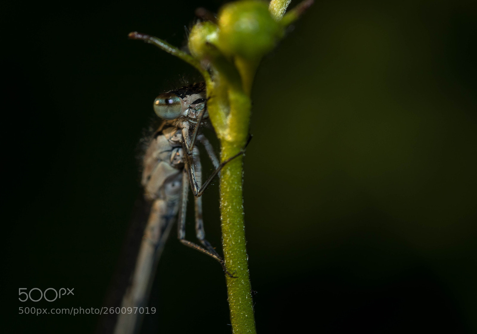 Canon EOS 80D sample photo. Dragonfly photography