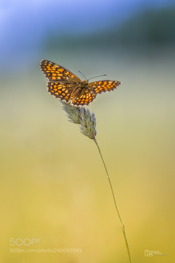 Canon EOS 7D sample photo. Butterfly photography