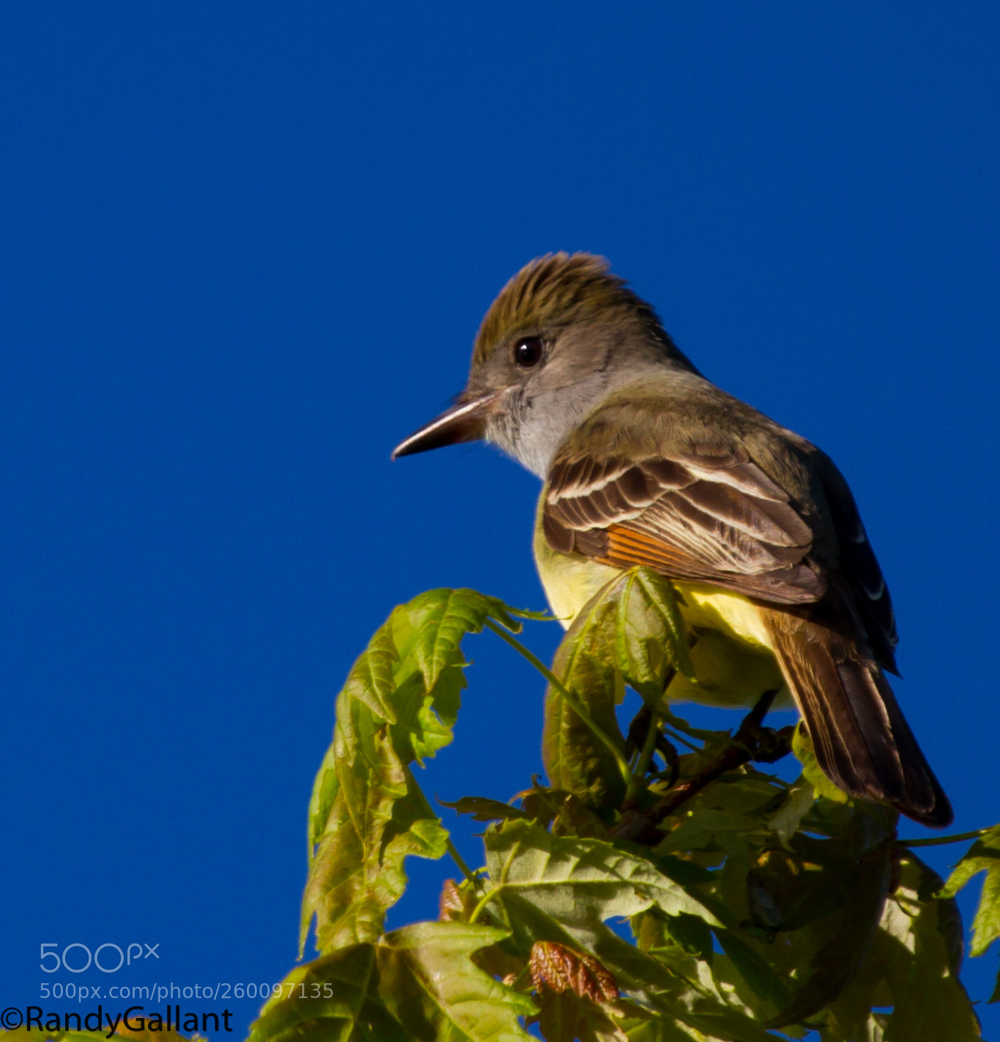 Canon EOS 7D sample photo. Great crested flycatcher photography