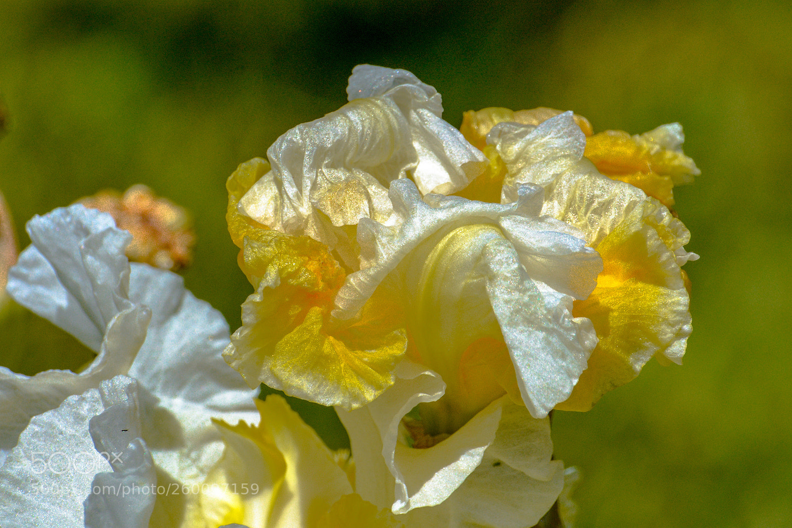 Nikon D7100 sample photo. Golden iris closeup photography