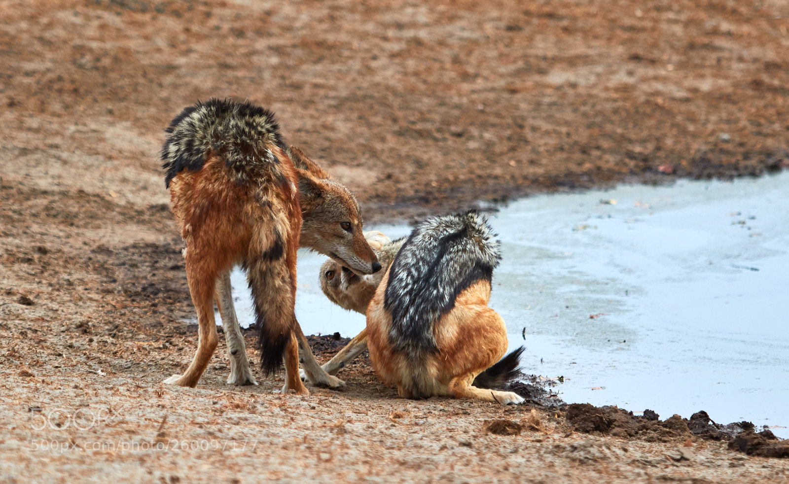 Canon EOS 7D Mark II sample photo. Two black backed jackals photography