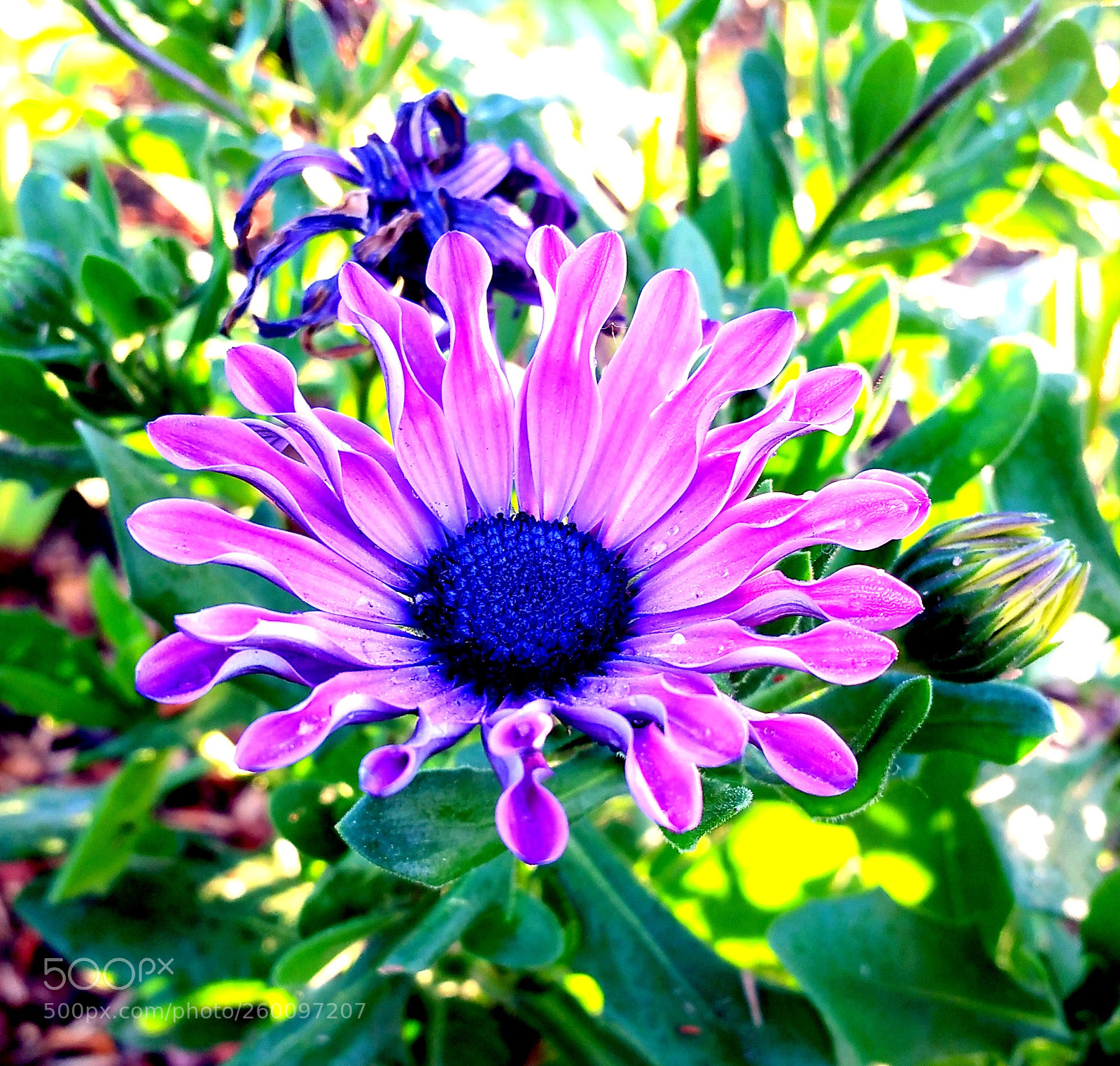 Samsung Galaxy Note4 sample photo. Wavey pedals photography