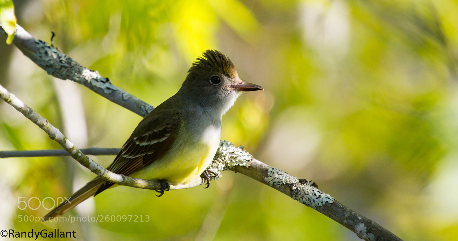 Canon EOS 7D sample photo. Great crested flycatcher photography