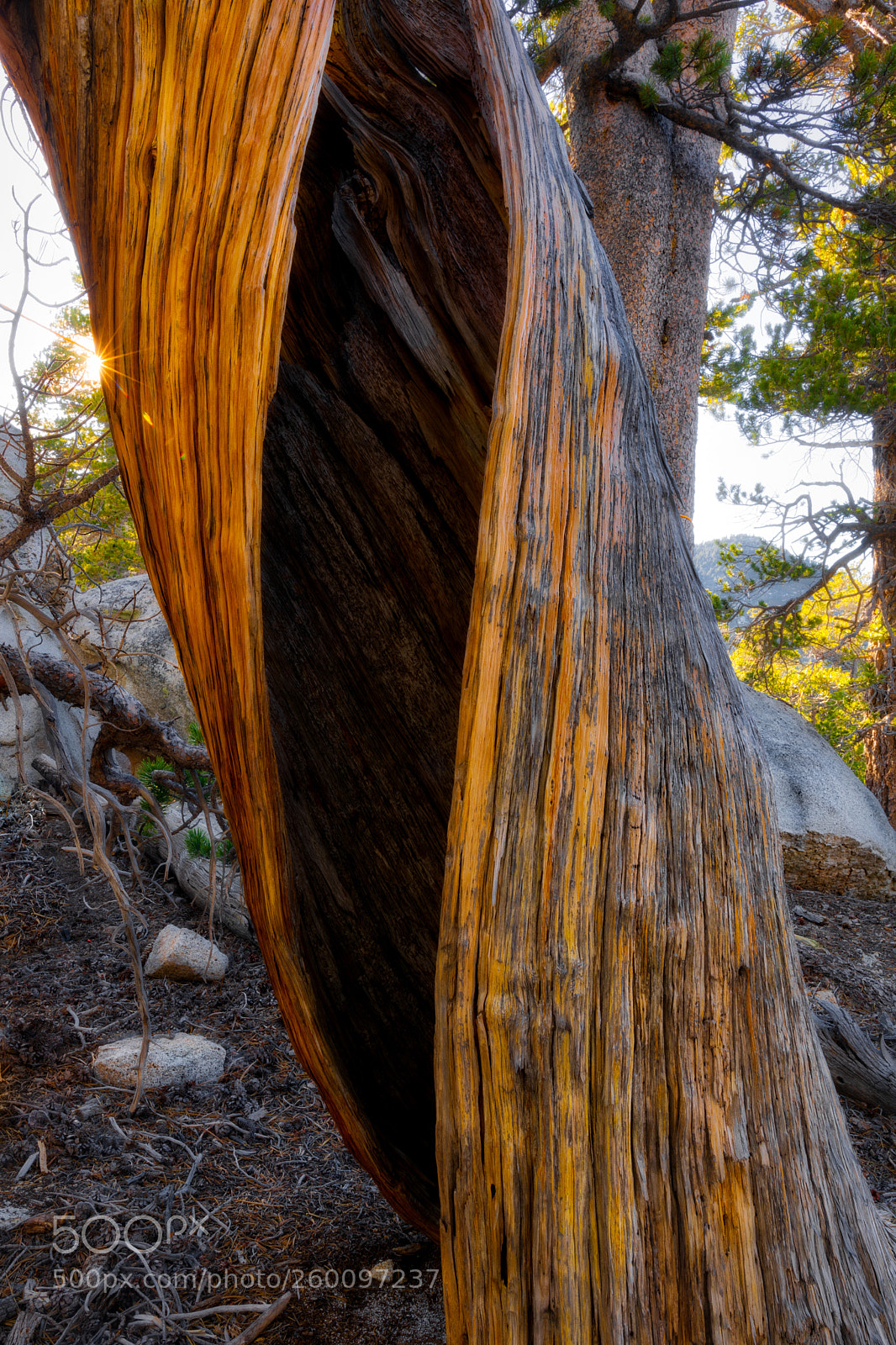 Canon EOS 5D Mark IV sample photo. Shy sun photography