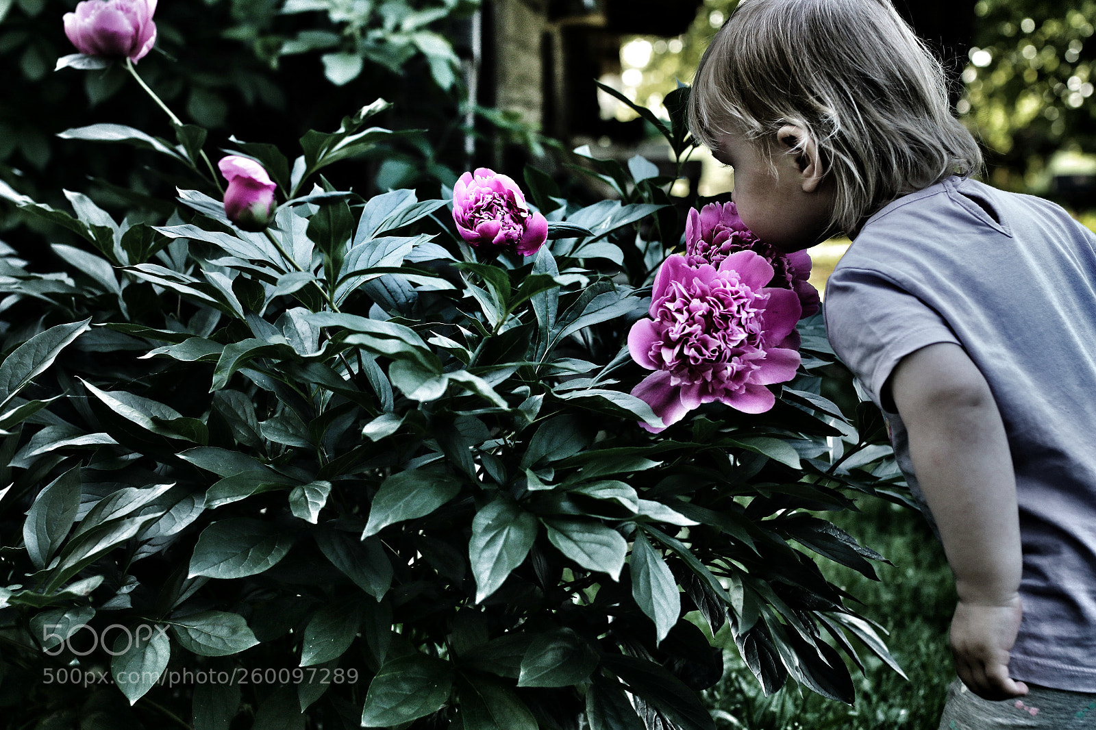 Canon EOS 70D sample photo. Smell og peonies photography
