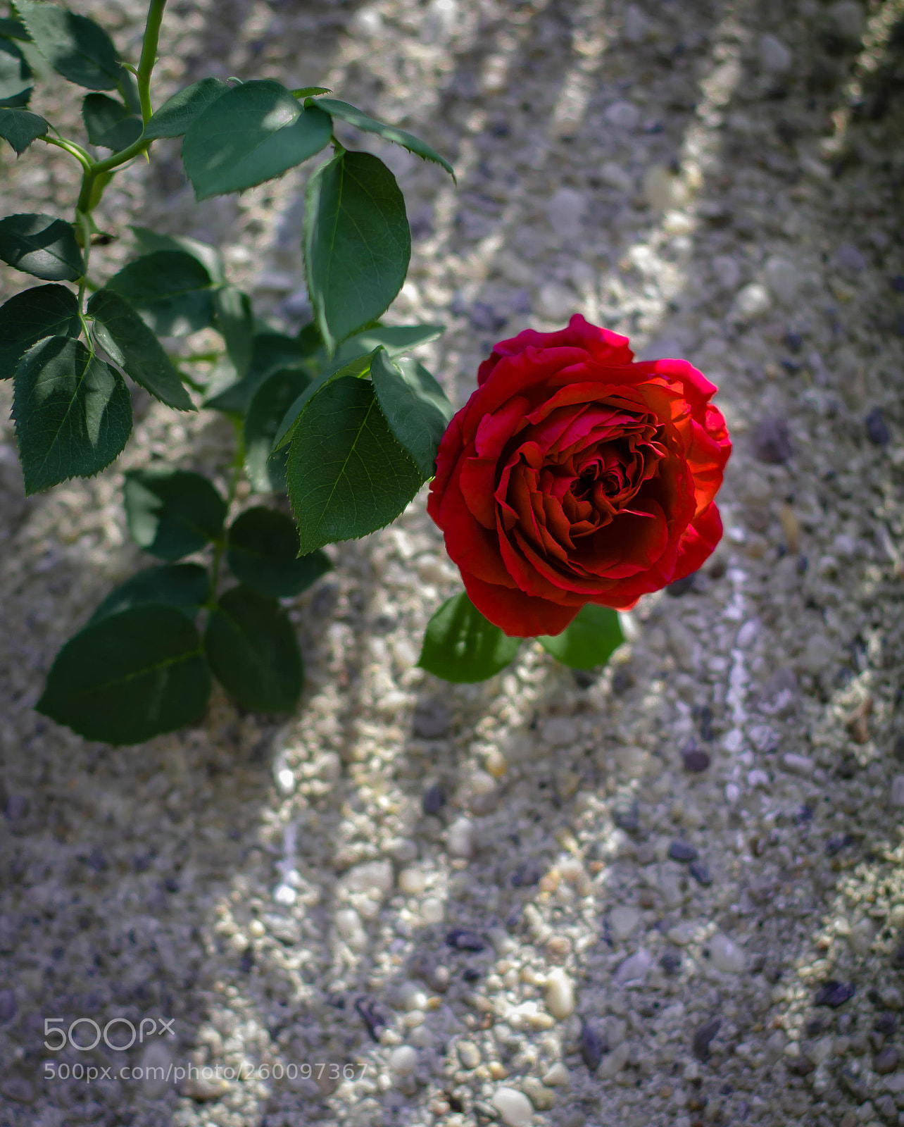 Canon EOS 1200D (EOS Rebel T5 / EOS Kiss X70 / EOS Hi) sample photo. Untitled photography