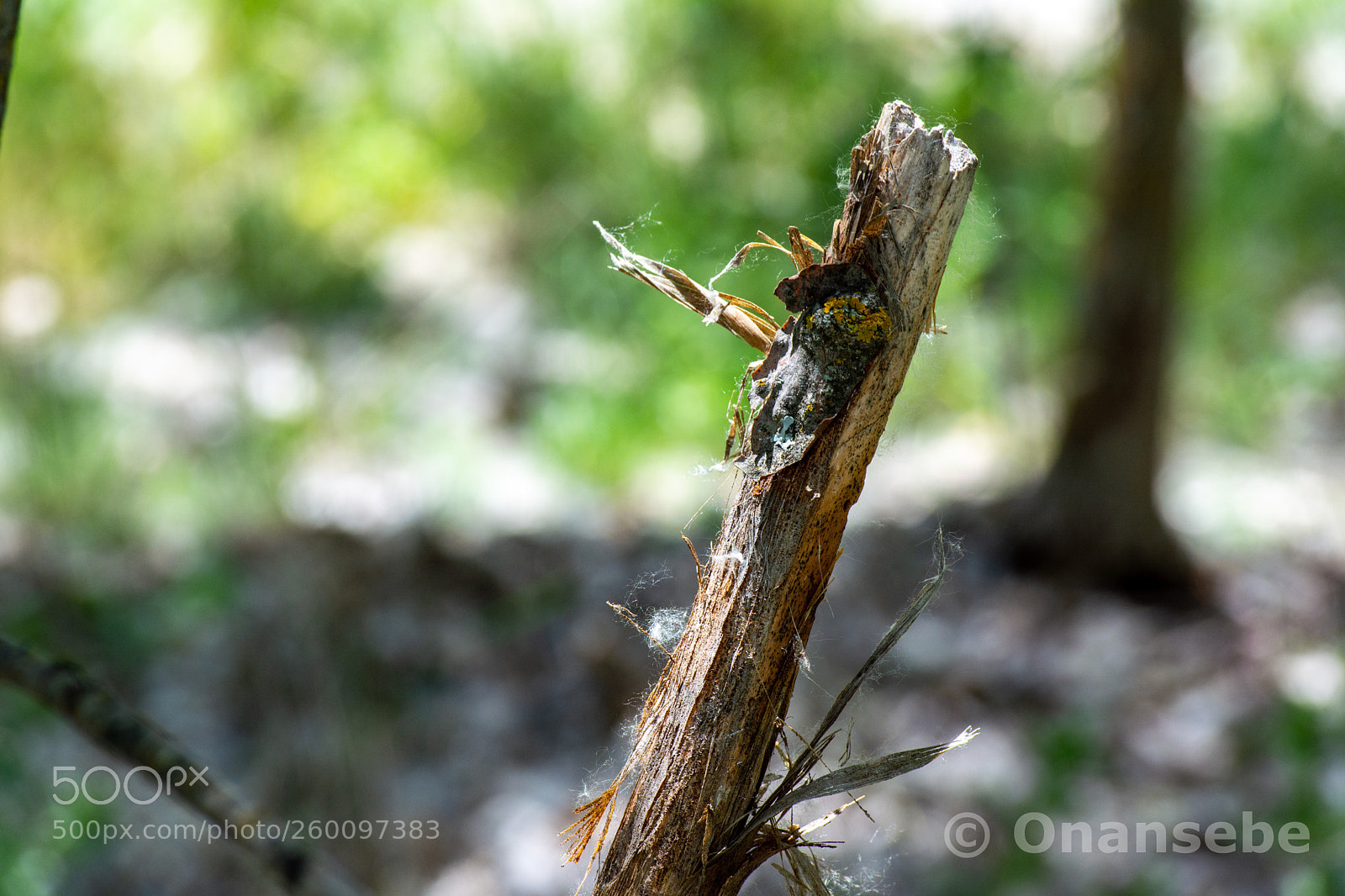 Nikon D5200 sample photo. Palo photography