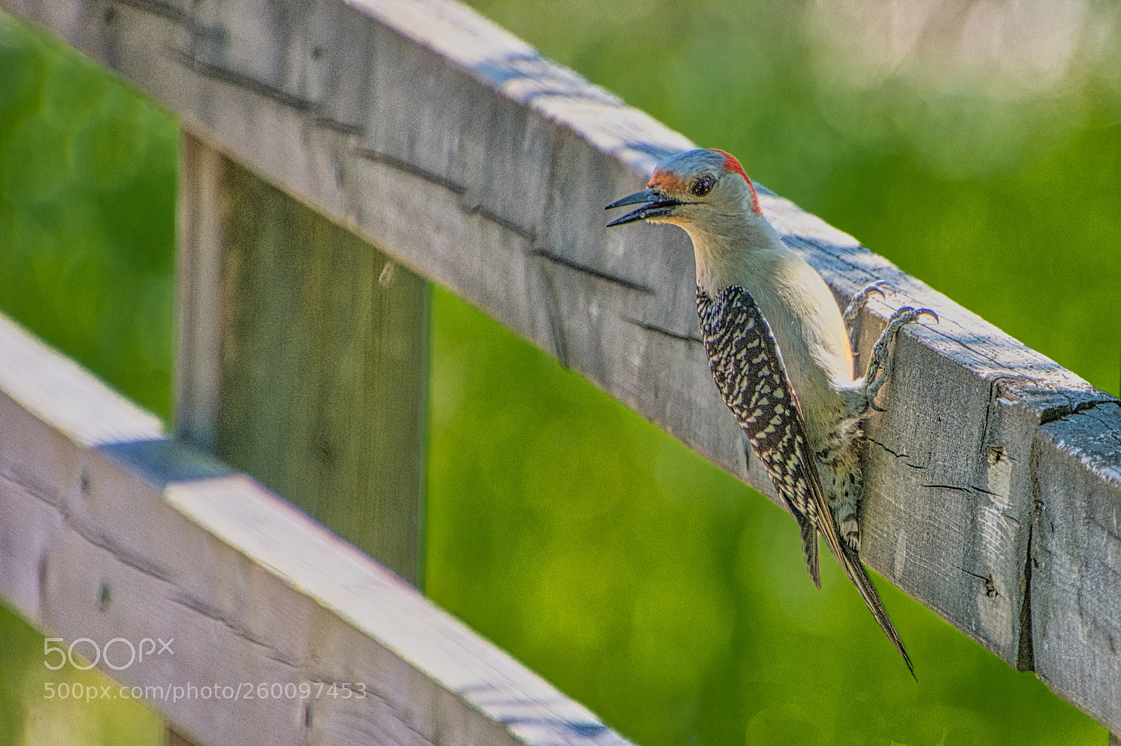 Nikon D7200 sample photo. Just hangin' around photography