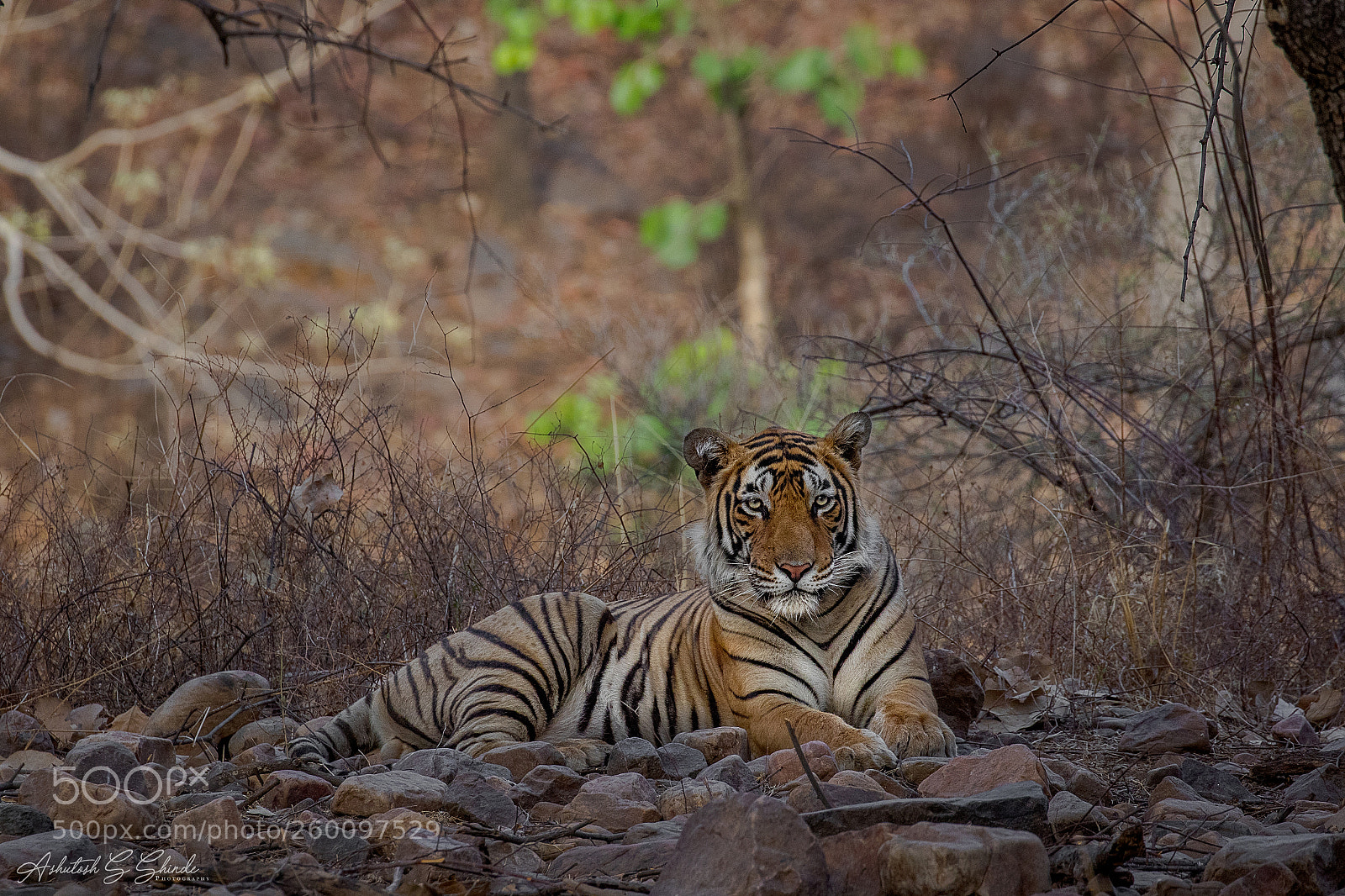 Canon EOS 7D Mark II sample photo. Tiger male subadult cub photography